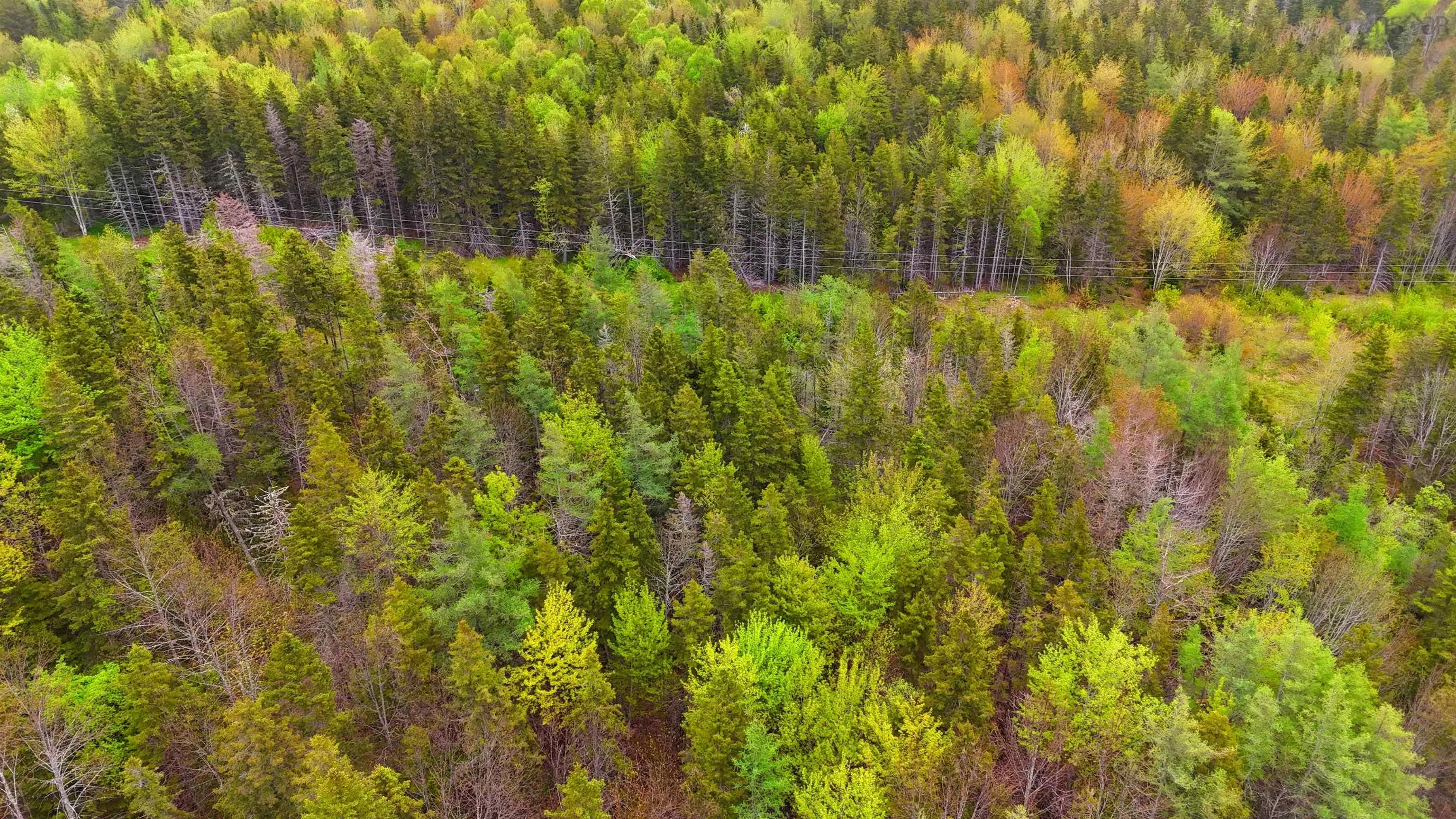 103 Acres On East Lake Ainslie Rd, East Lake Ainslie, NS B0E 3M0, ,Land,For Sale,Acres On East Lake Ainslie Rd,202513007