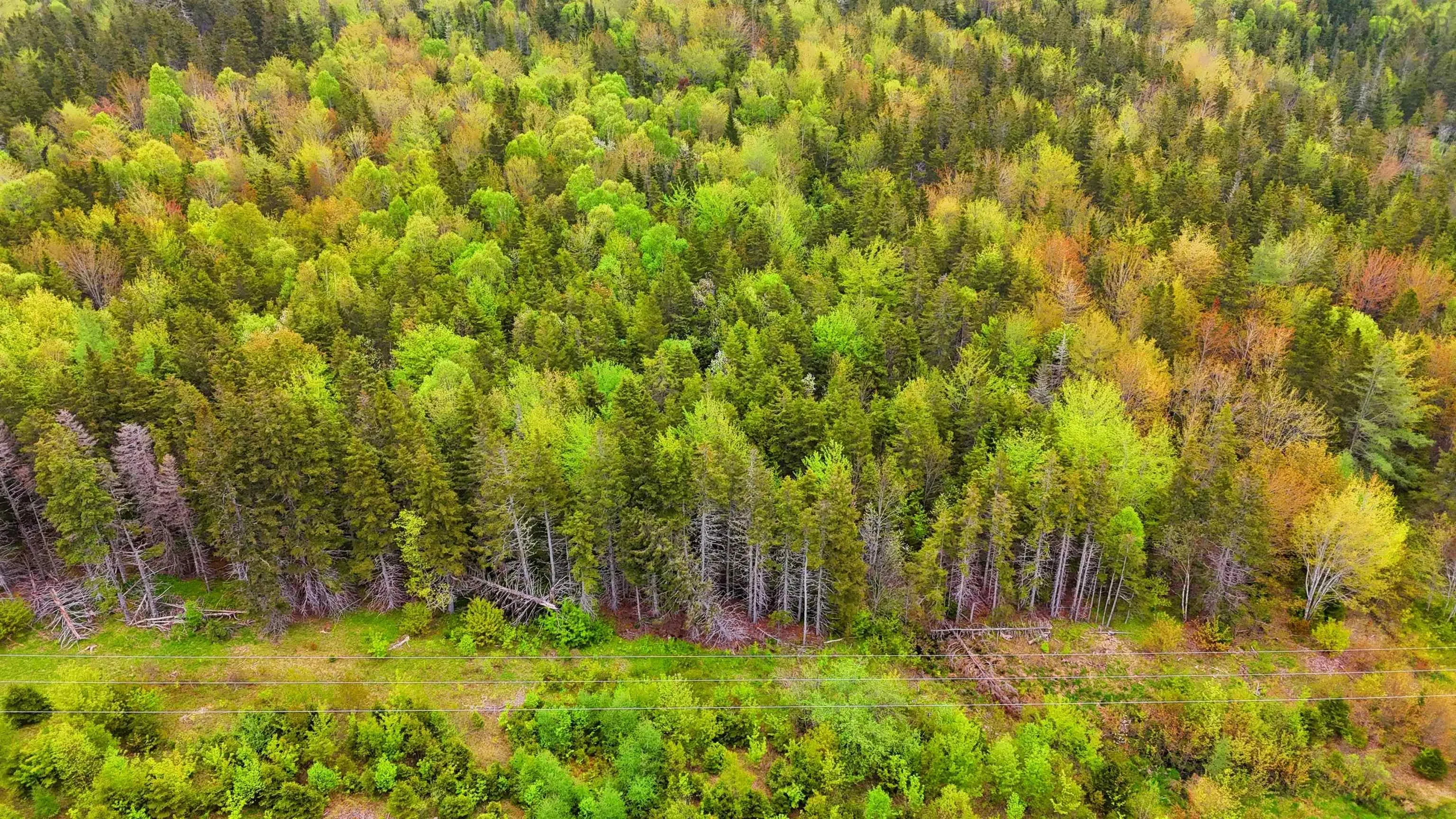 103 Acres On East Lake Ainslie Rd, East Lake Ainslie, NS B0E 3M0, ,Land,For Sale,Acres On East Lake Ainslie Rd,202513007