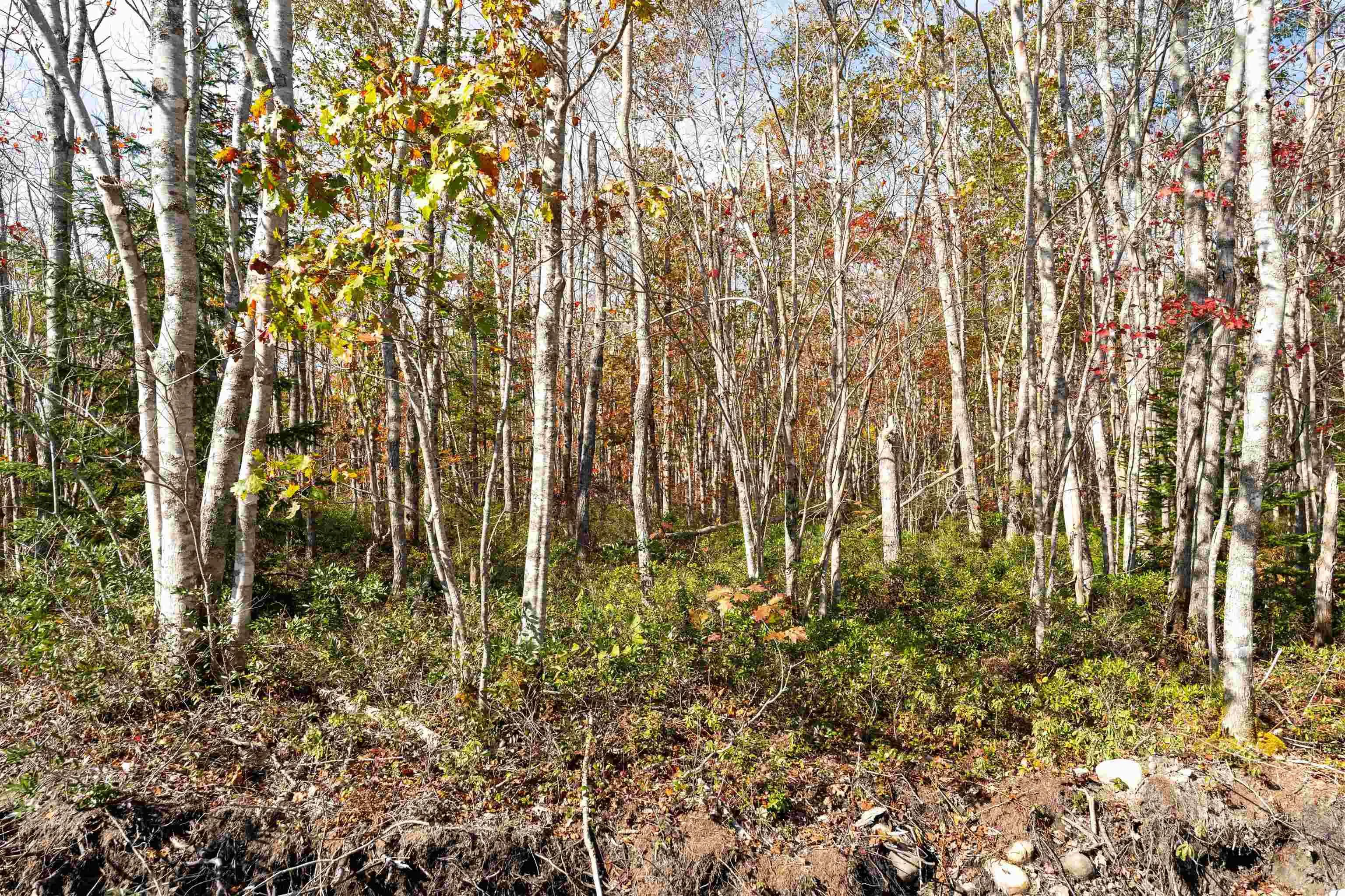 Morton Drive, Liverpool Ns B0t 1k0, ,Land,For Sale,Morton,202323385