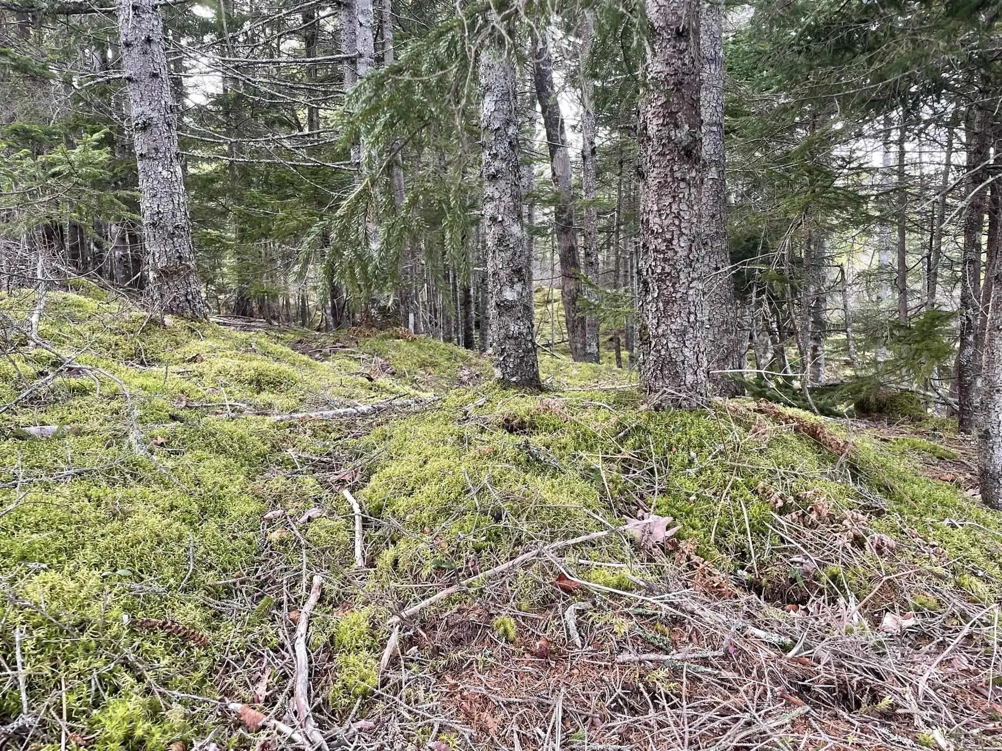 Highway 331, Pentz, NS B0R 1G0, ,Land,For Sale,Highway 331,202508726