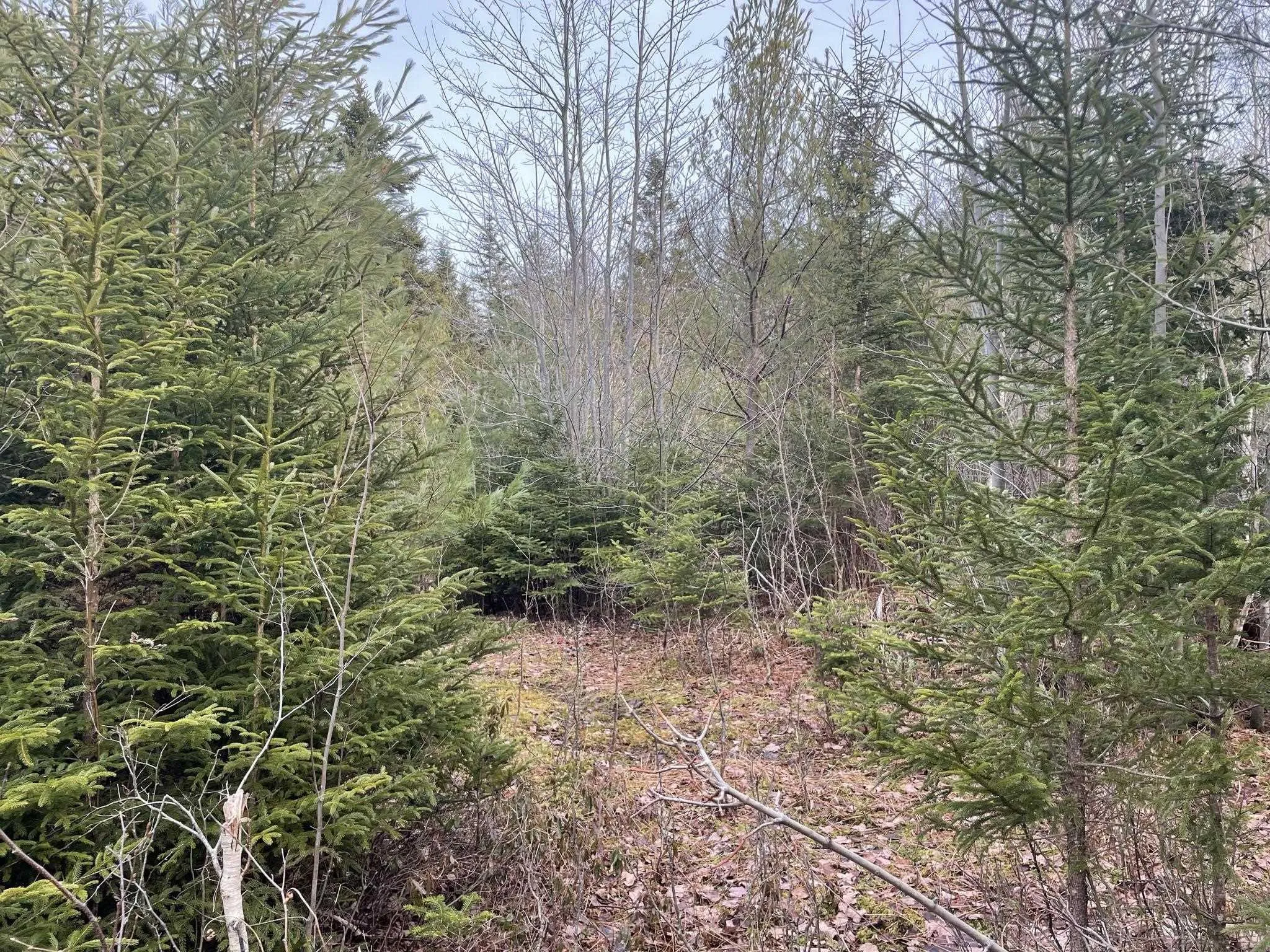 Highway 331, Pentz, NS B0R 1G0, ,Land,For Sale,Highway 331,202508726