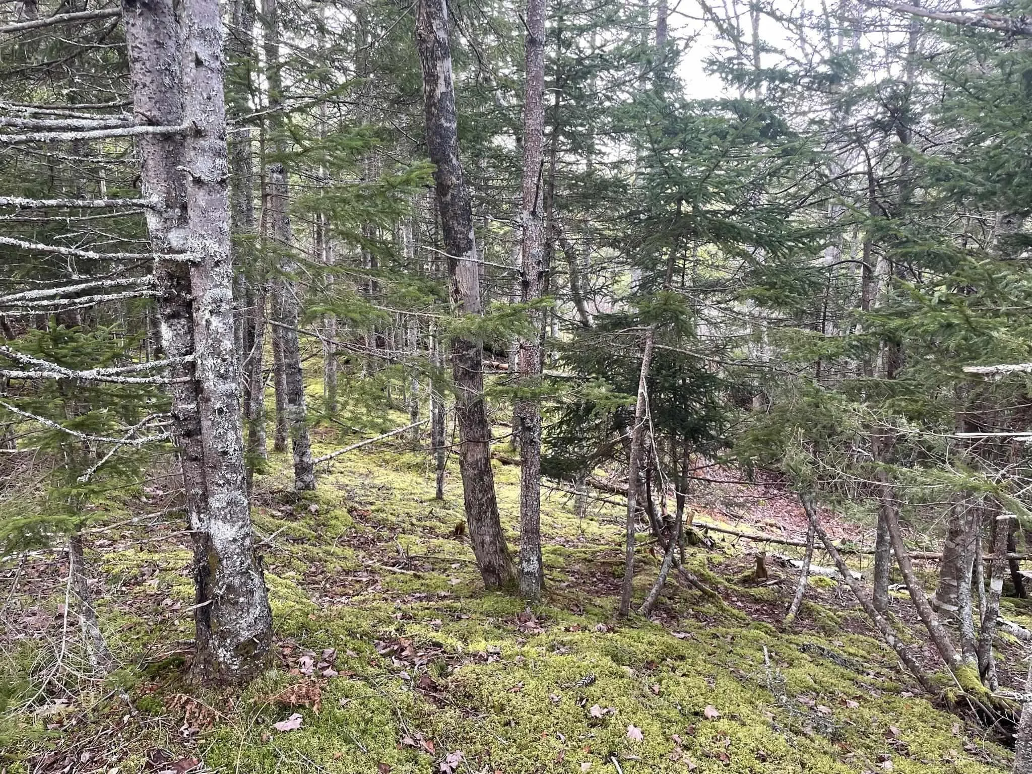 Highway 331, Pentz, NS B0R 1G0, ,Land,For Sale,Highway 331,202508726