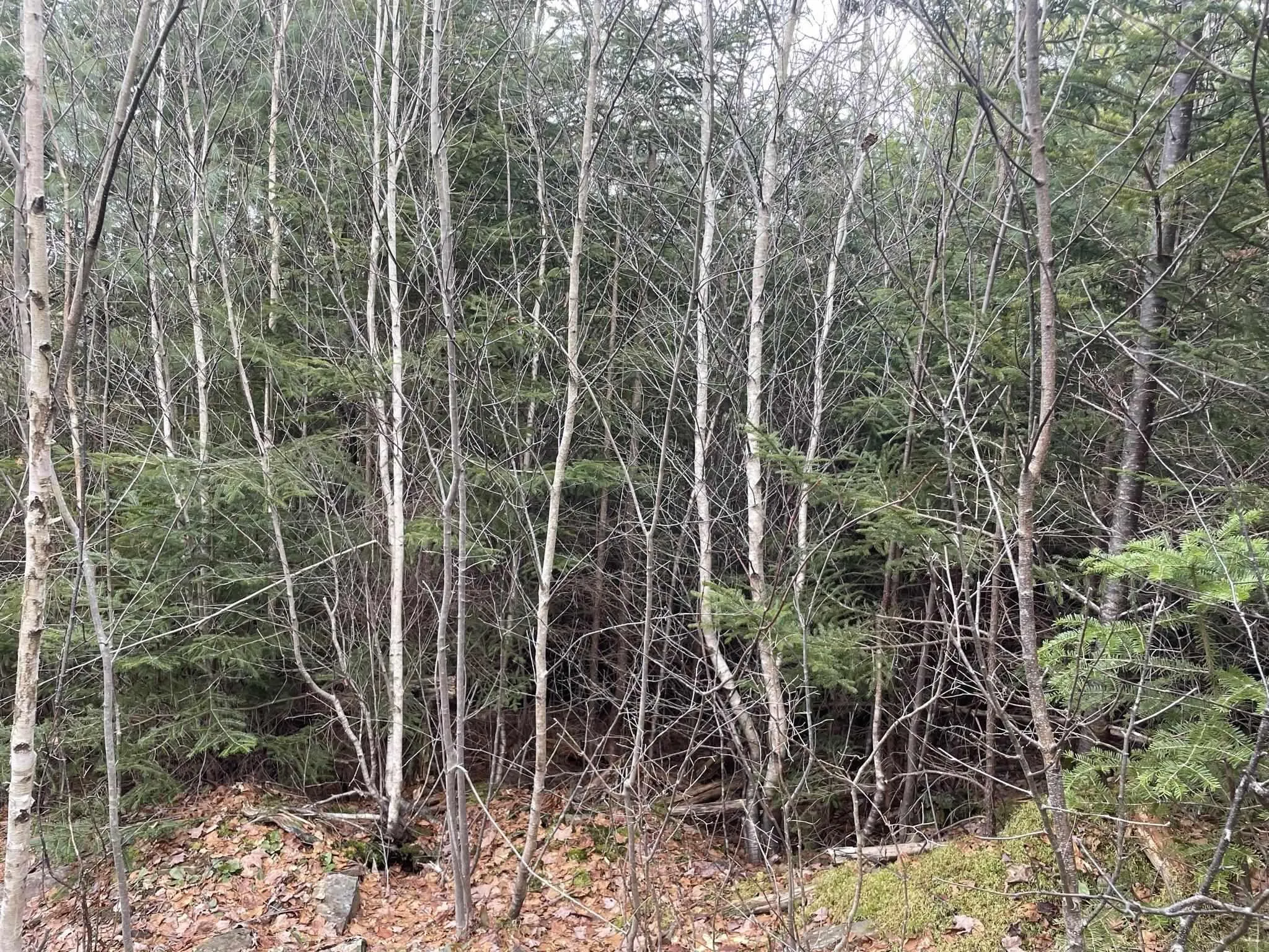 Highway 331, Pentz, NS B0R 1G0, ,Land,For Sale,Highway 331,202508726