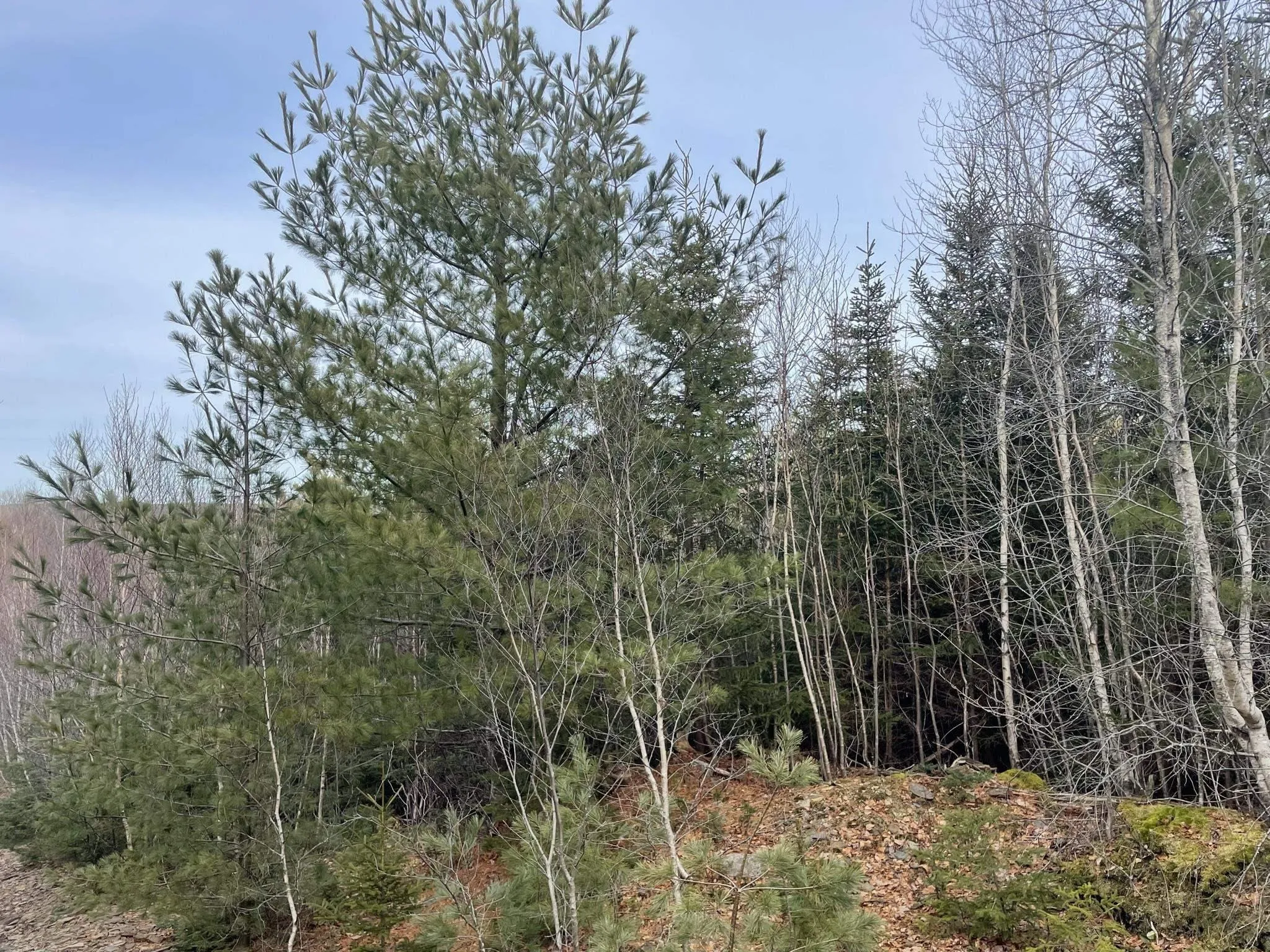 Highway 331, Pentz, NS B0R 1G0, ,Land,For Sale,Highway 331,202508726