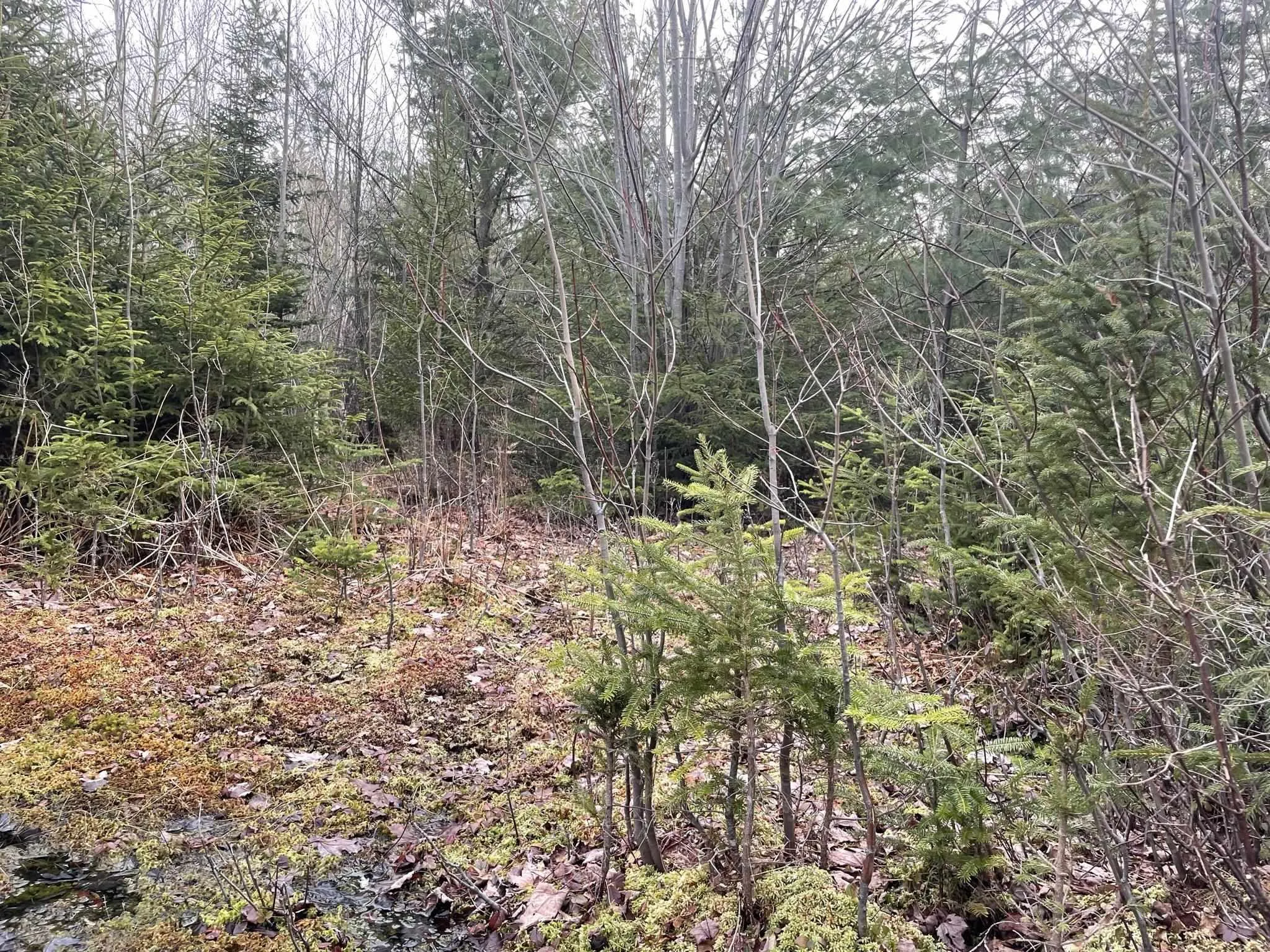 Highway 331, Pentz, NS B0R 1G0, ,Land,For Sale,Highway 331,202508726