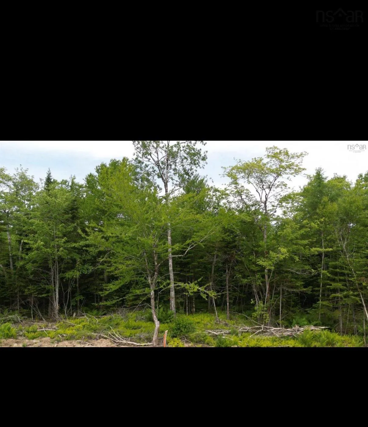 Lot 16 Pearl Lane, Hillsvale, NS B0N 1Z0, ,Land,For Sale,Pearl,202520954