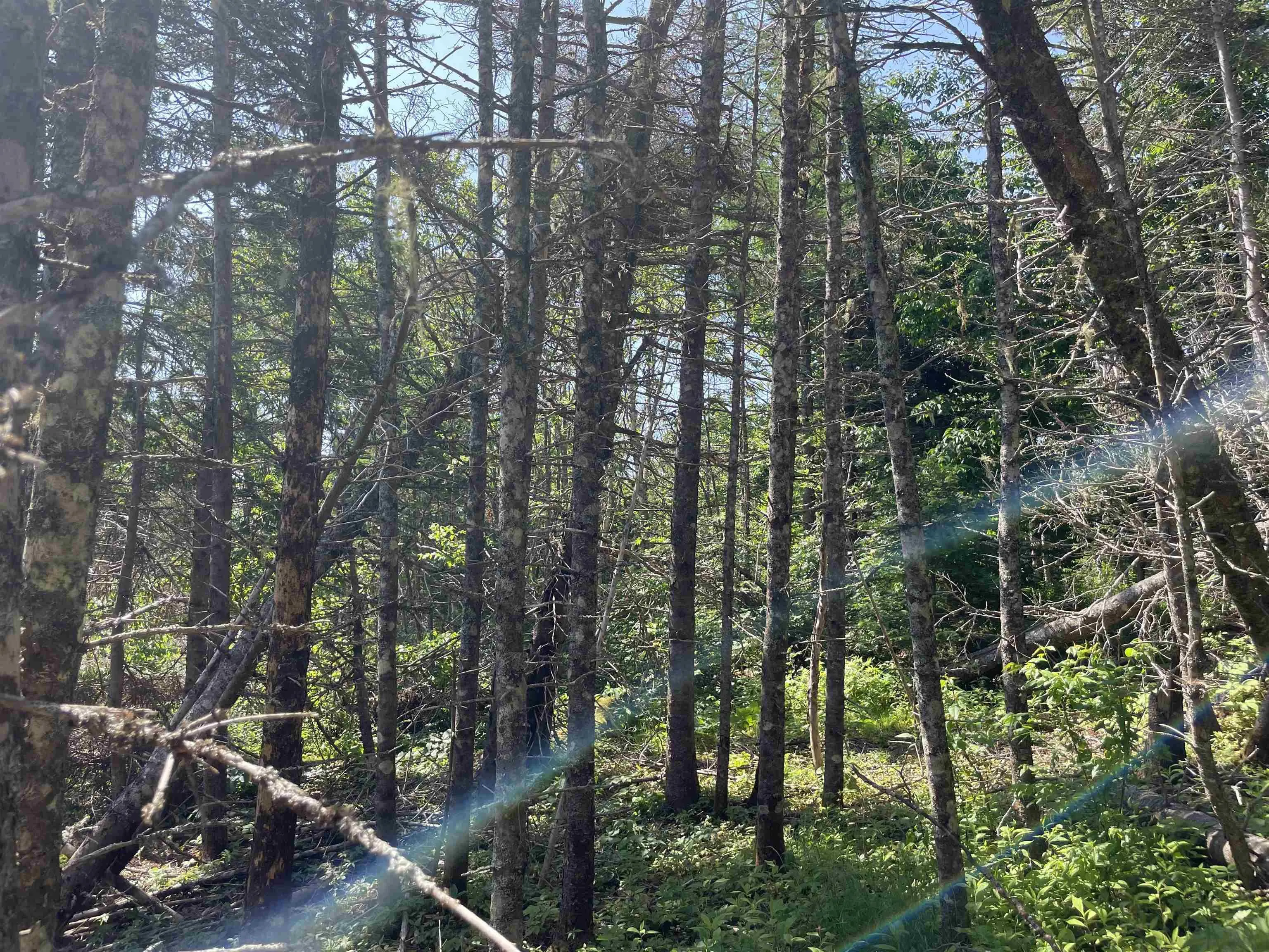 92ac Main A Dieu Road, Catalone, NS B1C 1V1, ,Land,For Sale,Main A Dieu,202516291