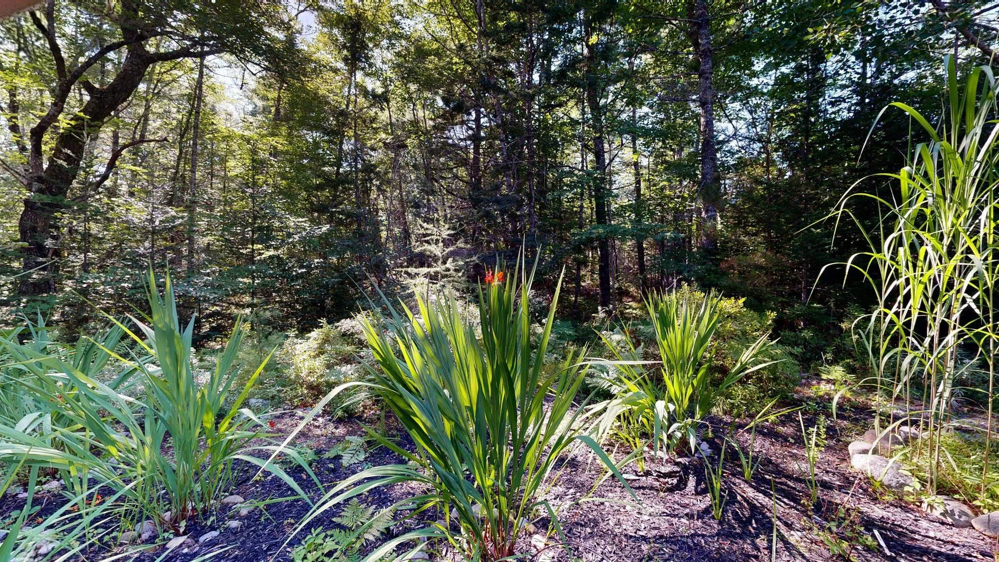 809 Highway 203, Lower Ohio Ns B0t 1w0, 3 Bedrooms Bedrooms, ,2 BathroomsBathrooms,Residential,For Sale,Highway 203,202510131