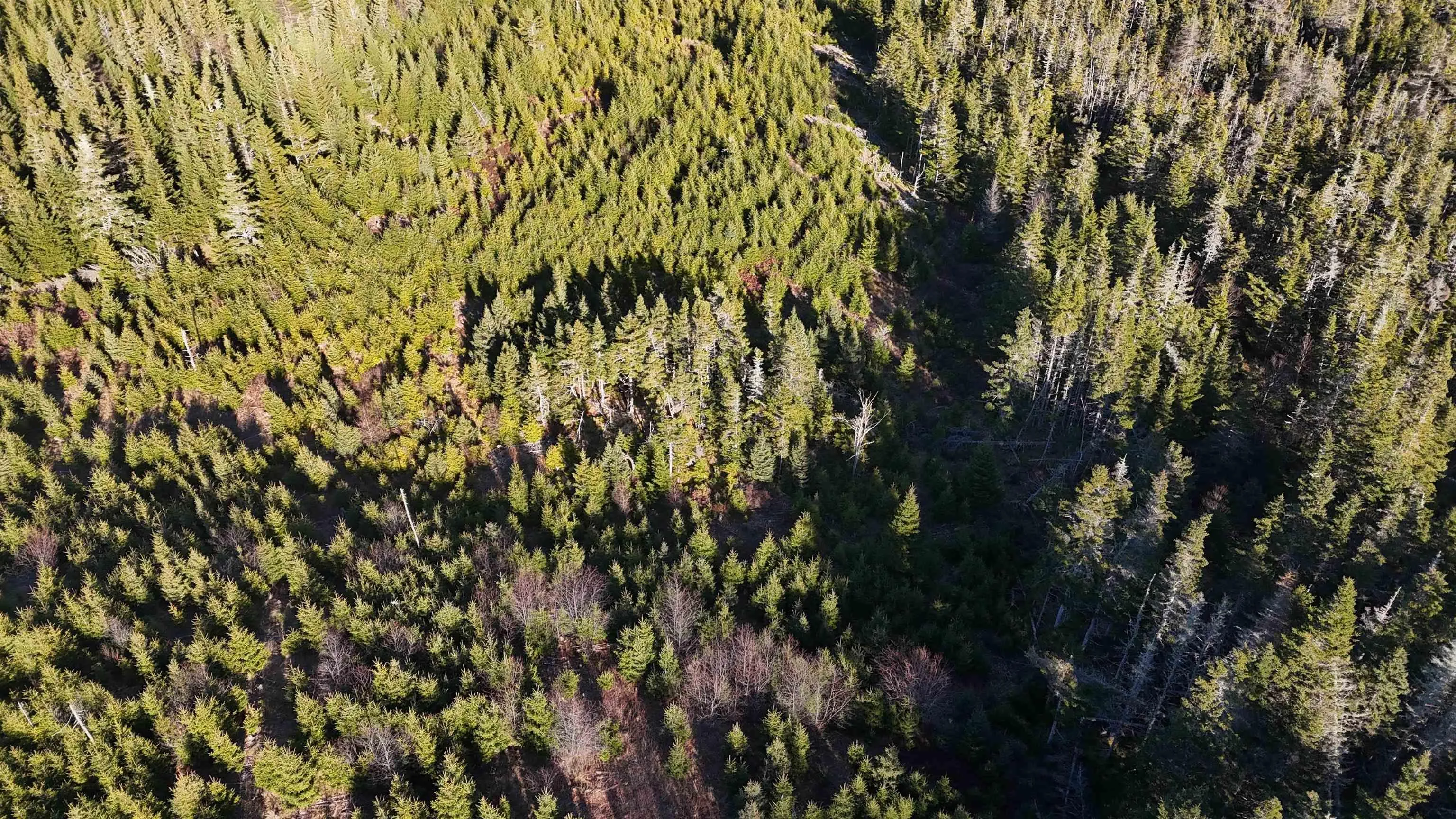 401 East Side Grand River Road, Grand River Ns B0e 1m0, ,Land,For Sale,East Side Grand River,202500170
