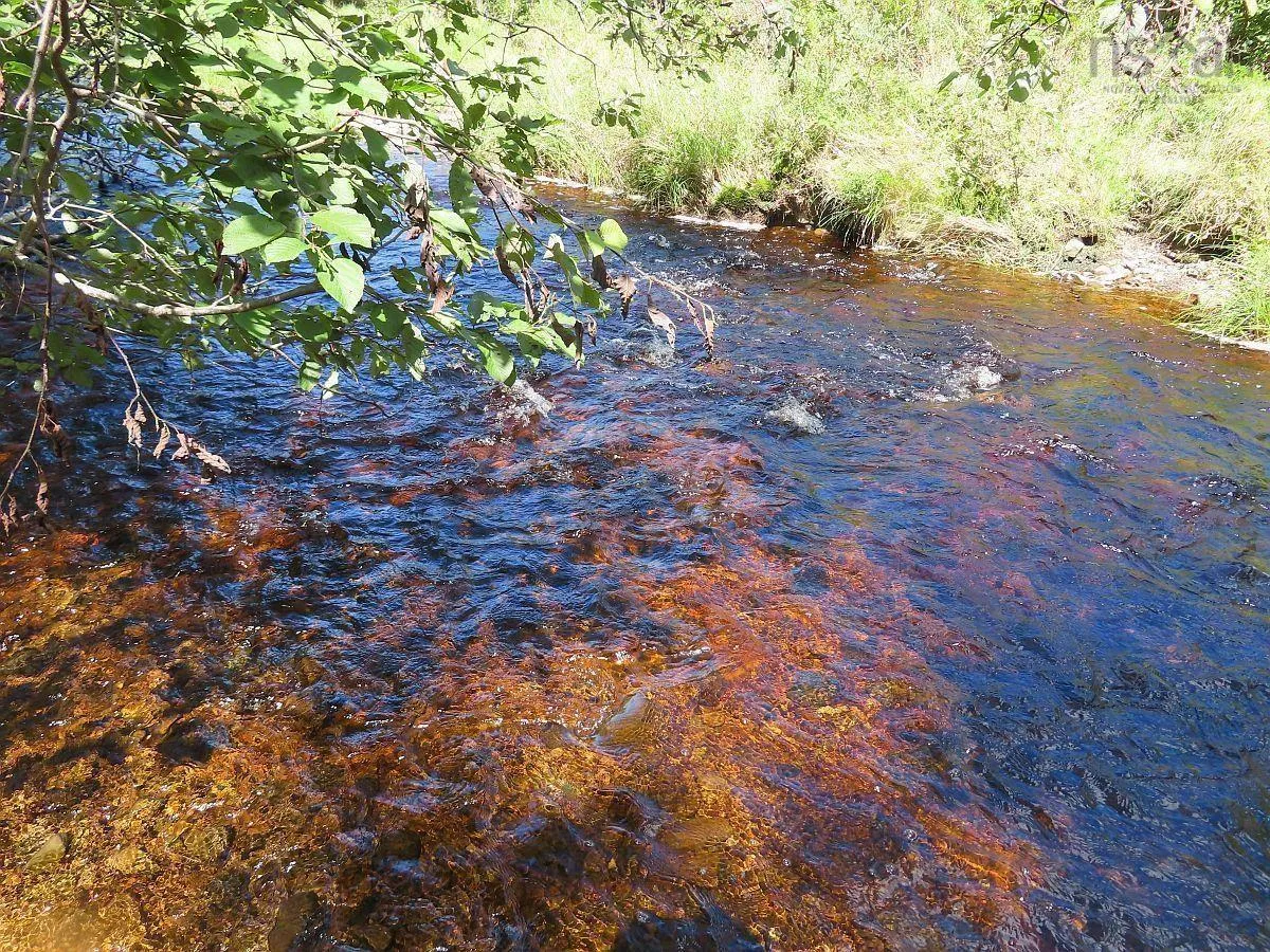 62 Acres West Side Road, West Side Country Harbour Ns B0h 1j0, ,Land,For Sale,West Side,202407283