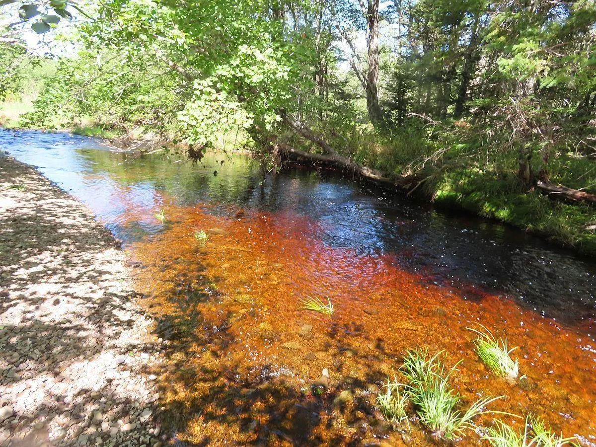 62 Acres West Side Road, West Side Country Harbour Ns B0h 1j0, ,Land,For Sale,West Side,202407283