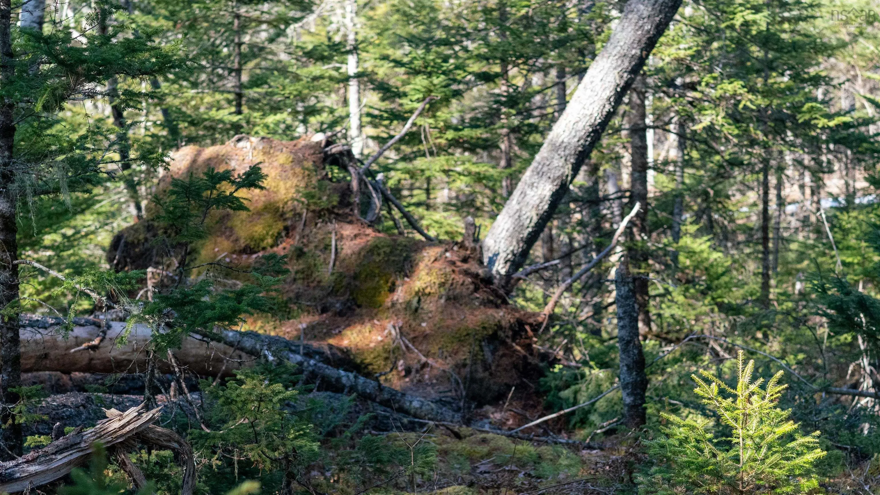 Maple Drive Lot 13, Lower Ohio Ns B0t 1w0, ,Land,For Sale,Maple,202508666