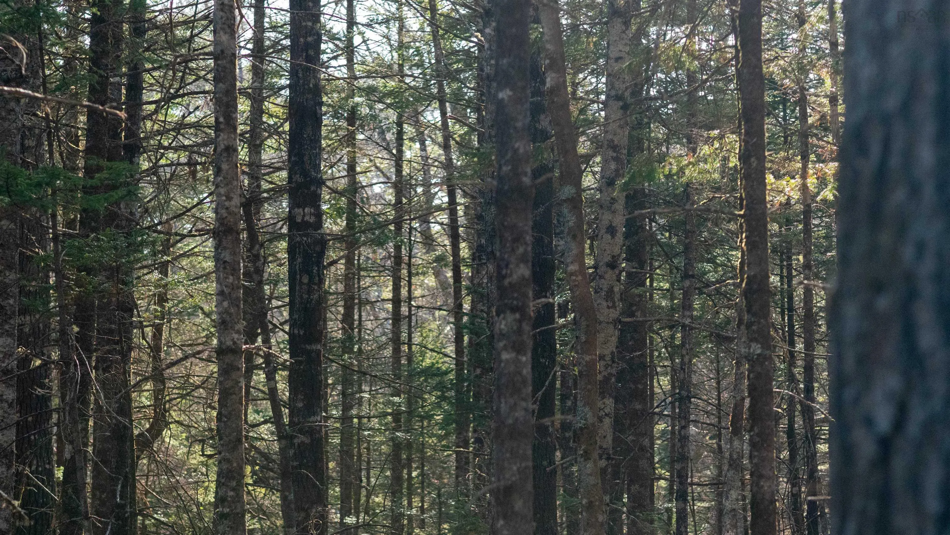 Maple Drive Lot 13, Lower Ohio Ns B0t 1w0, ,Land,For Sale,Maple,202508666