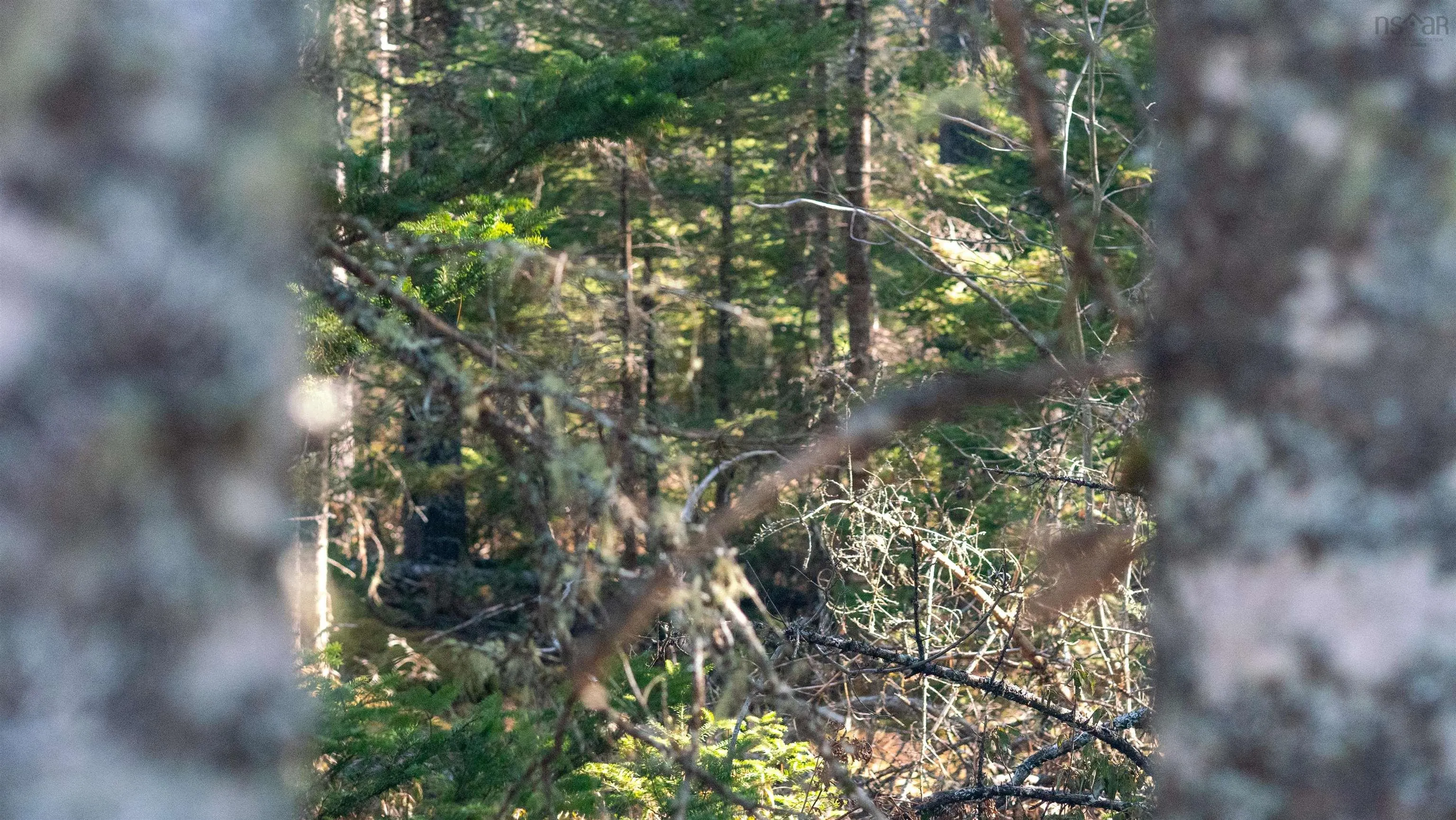 Maple Drive Lot 13, Lower Ohio Ns B0t 1w0, ,Land,For Sale,Maple,202508666