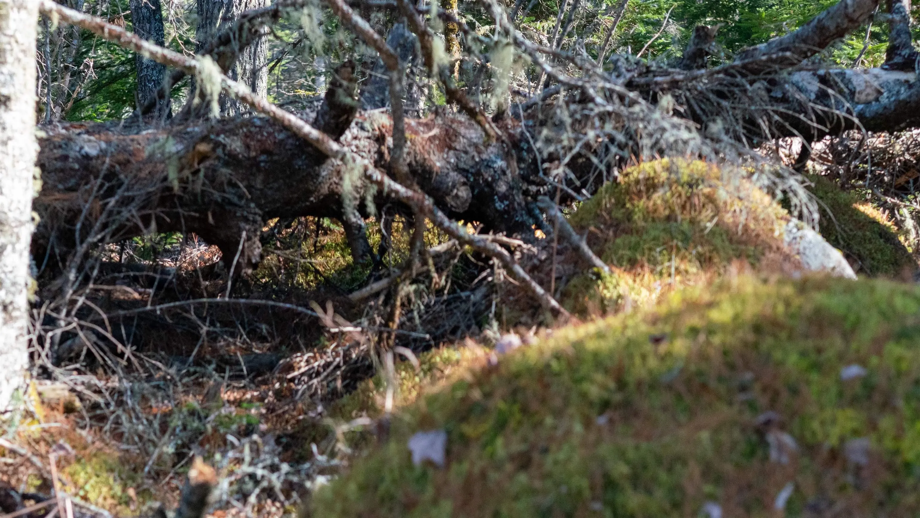 Maple Drive Lot 13, Lower Ohio Ns B0t 1w0, ,Land,For Sale,Maple,202508666