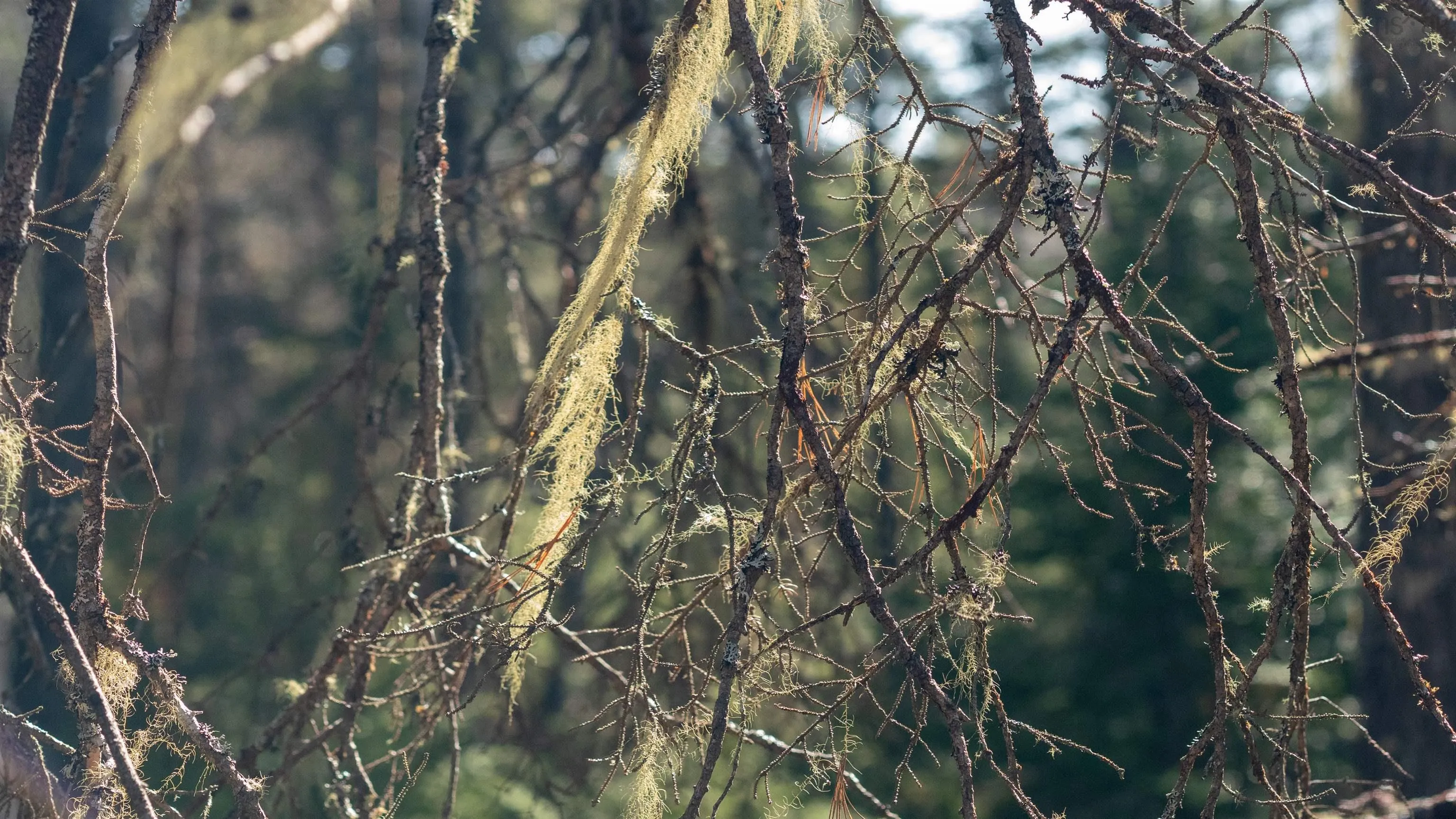 Maple Drive Lot 13, Lower Ohio Ns B0t 1w0, ,Land,For Sale,Maple,202508666
