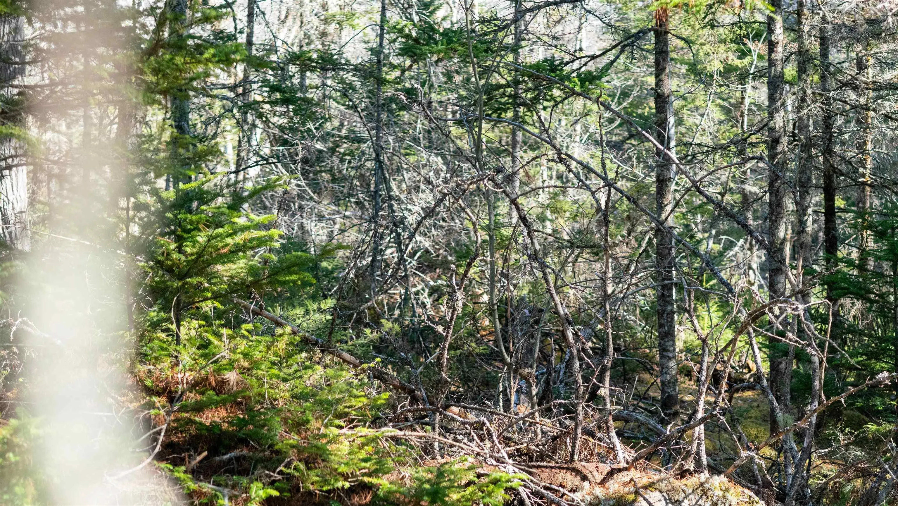 Maple Drive Lot 13, Lower Ohio Ns B0t 1w0, ,Land,For Sale,Maple,202508666