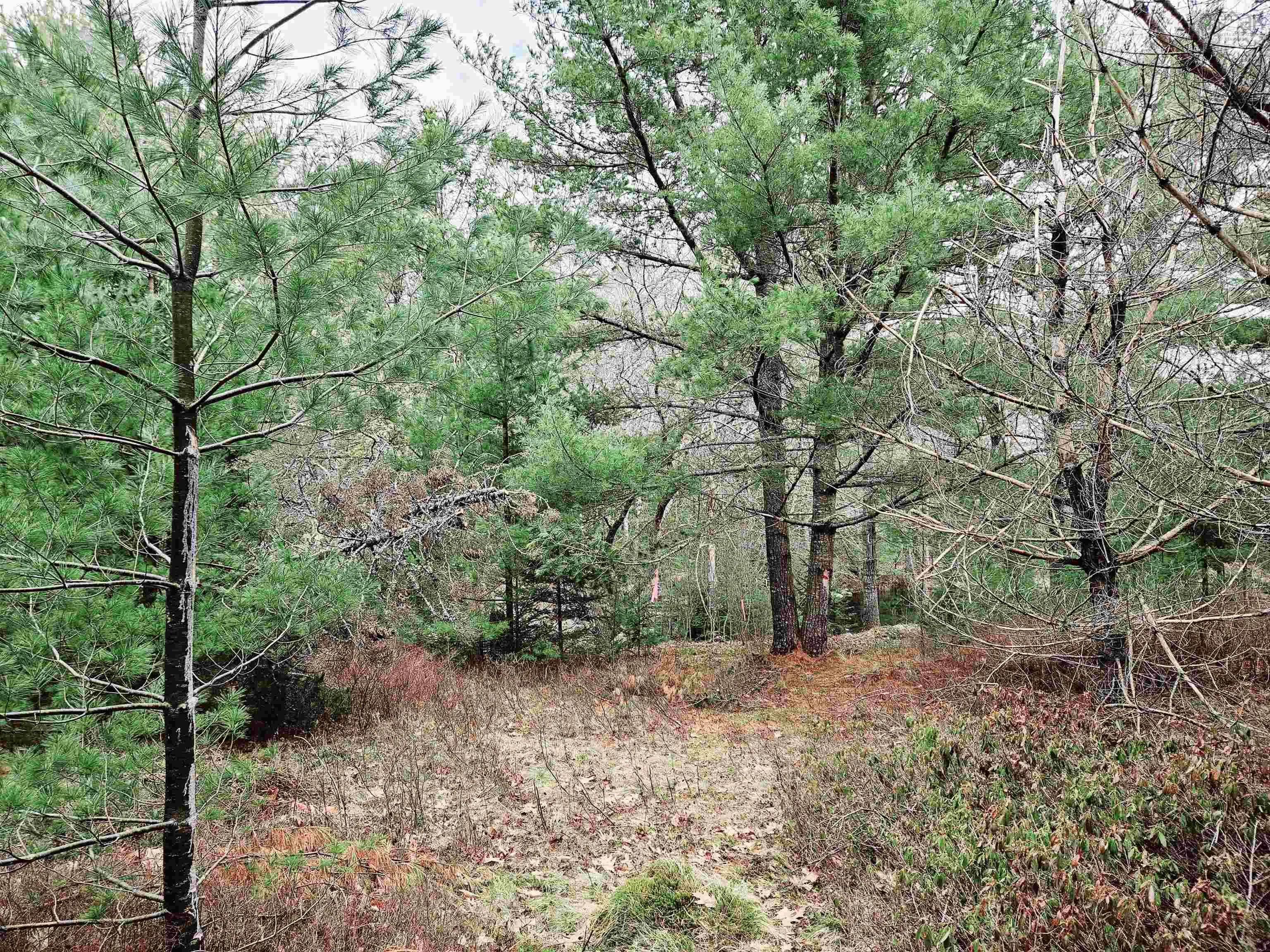 Maple Drive Lot 13, Lower Ohio Ns B0t 1w0, ,Land,For Sale,Maple,202508666
