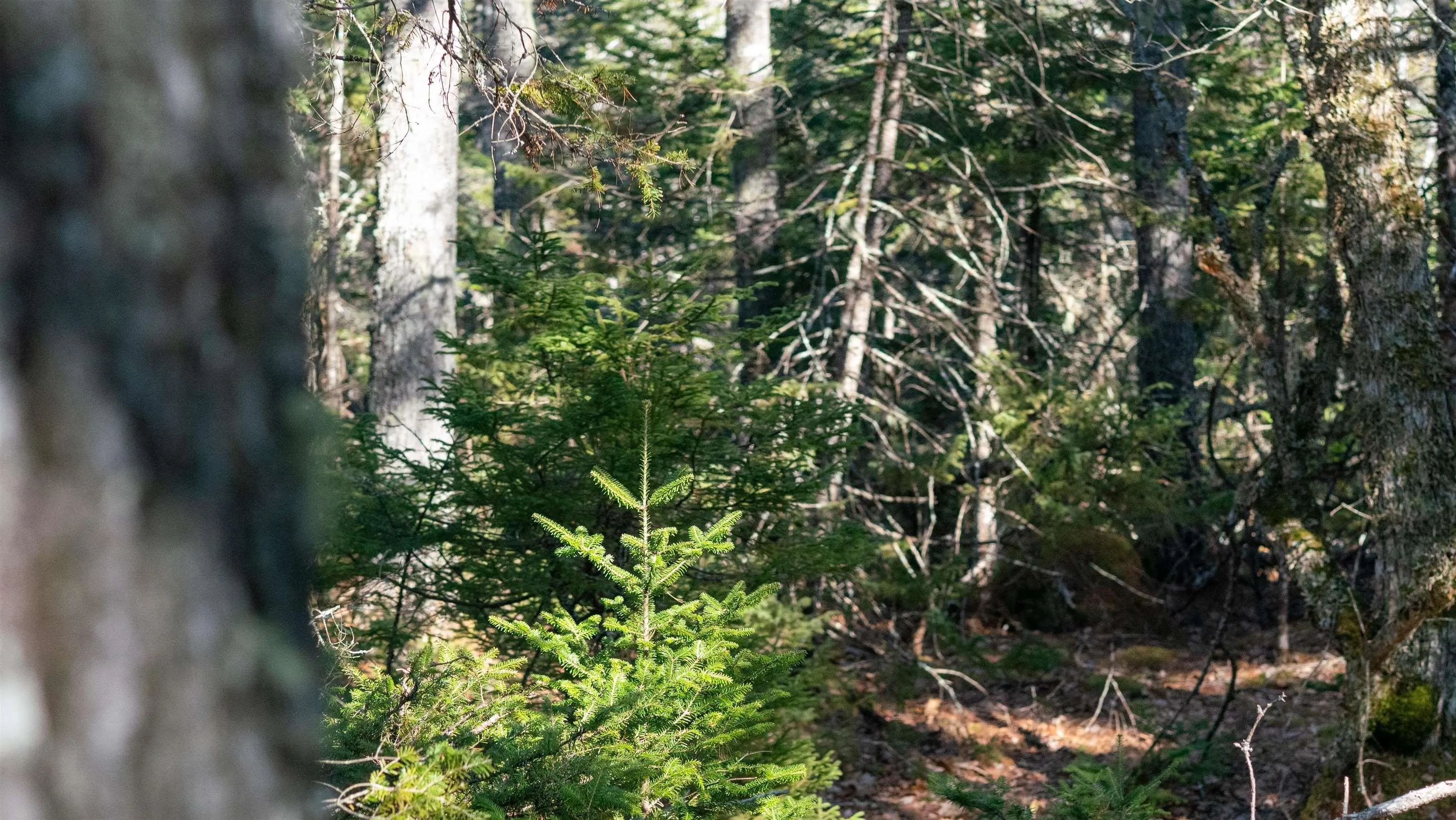 Maple Drive Lot 13, Lower Ohio Ns B0t 1w0, ,Land,For Sale,Maple,202508666