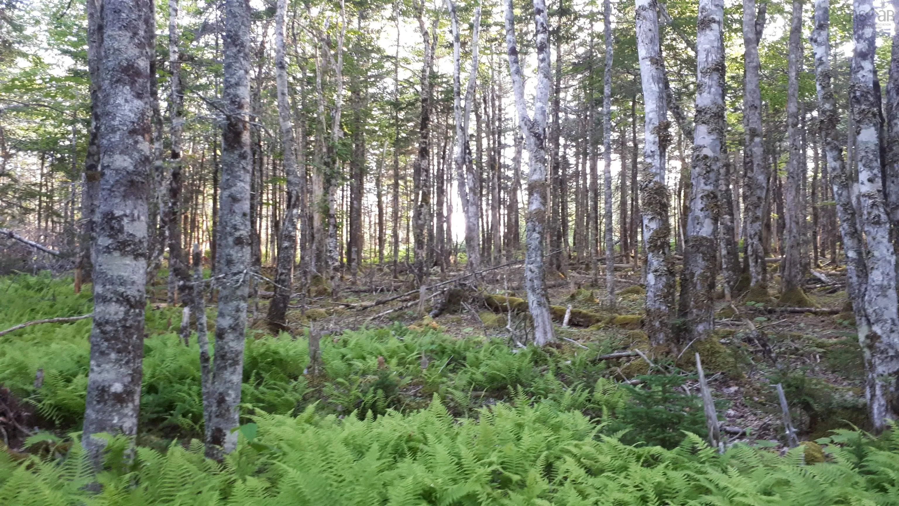 Lot 1a-79 Maple Dr, Cape George Estates Ns B0e 3b0, ,Land,For Sale,Maple Dr,202507284