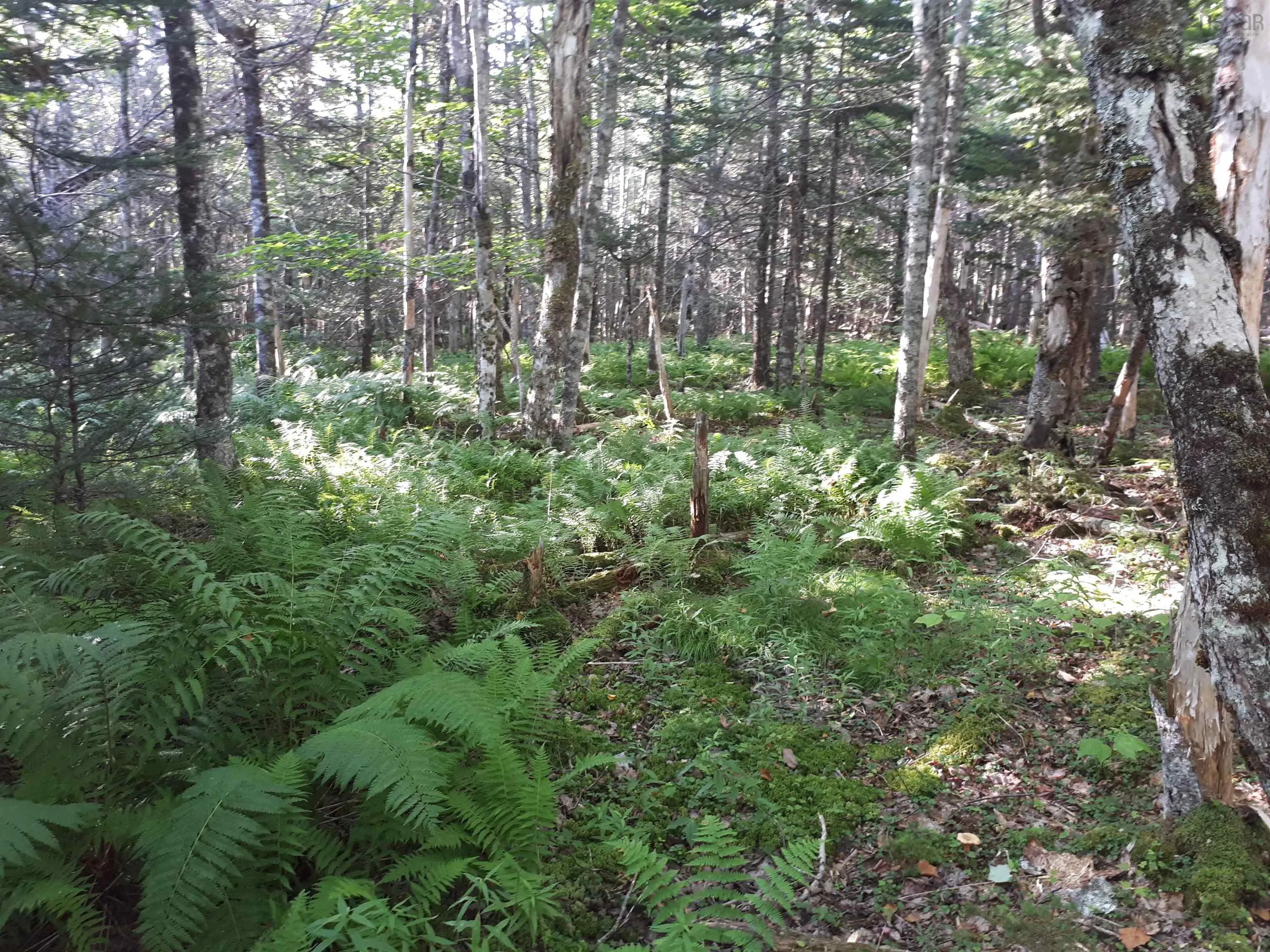 Lot 1a-79 Maple Dr, Cape George Estates Ns B0e 3b0, ,Land,For Sale,Maple Dr,202507284