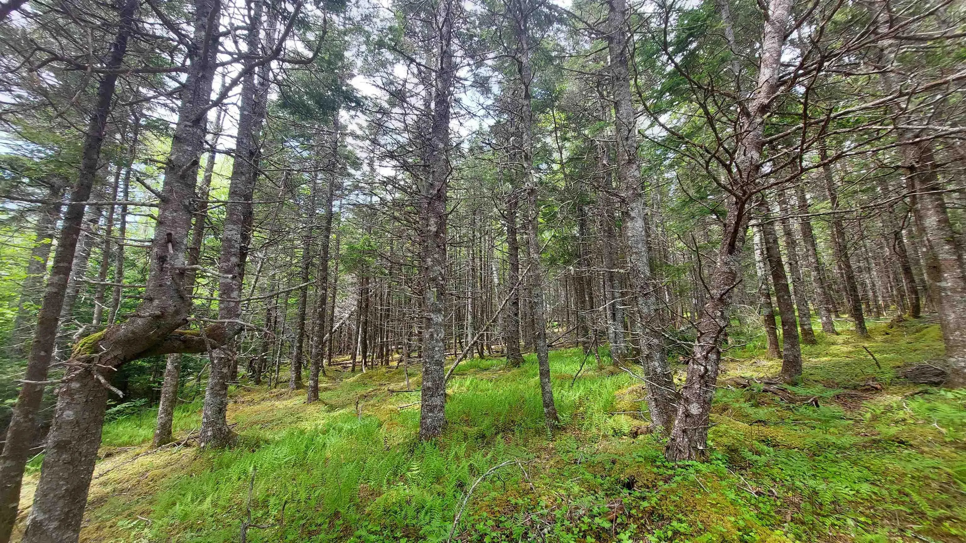 Lot 1a-79 Maple Dr, Cape George Estates Ns B0e 3b0, ,Land,For Sale,Maple Dr,202507284