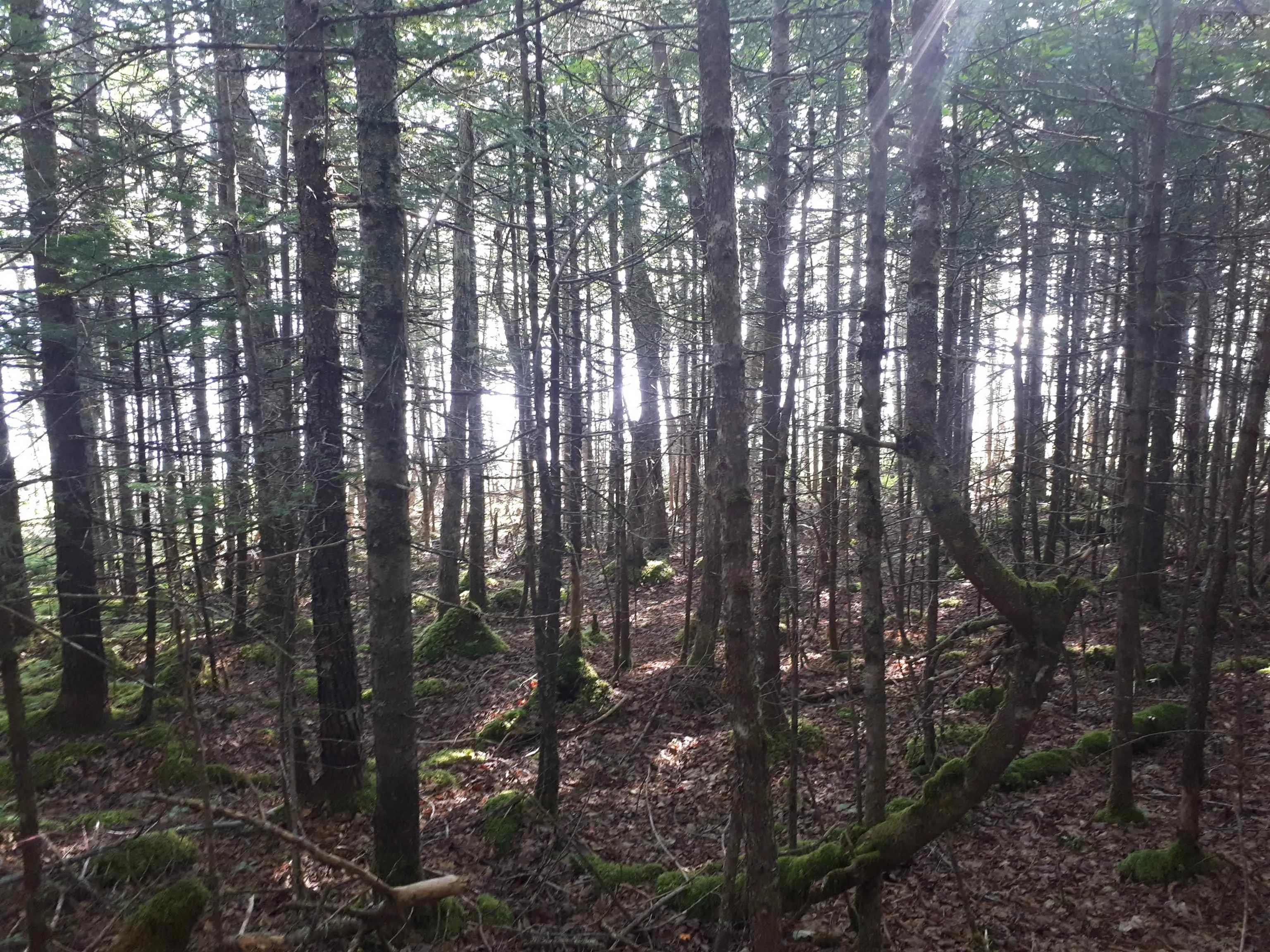 Lot 1a-79 Maple Dr, Cape George Estates Ns B0e 3b0, ,Land,For Sale,Maple Dr,202507284