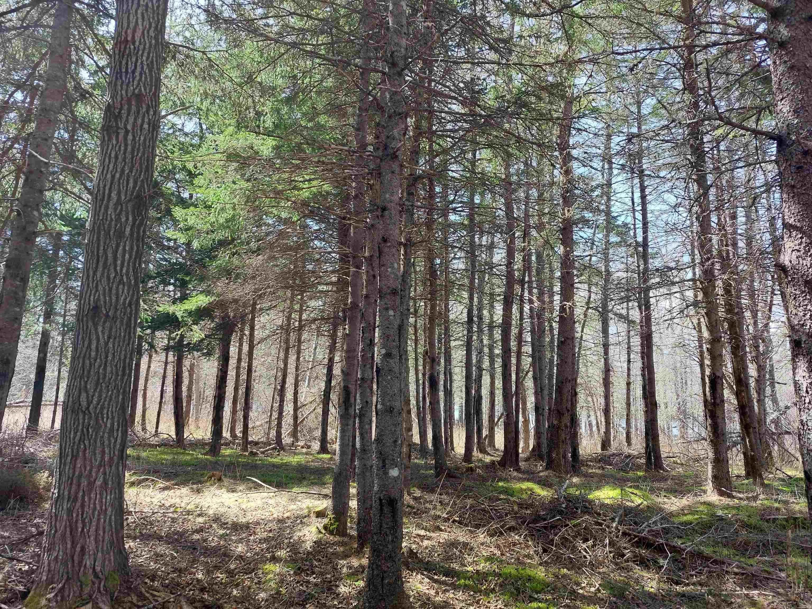 Lot 21a Jonathan R Bouman Ln, Evanston Ns B0e 1j0, ,Land,For Sale,Jonathan R Bouman Ln,202505806