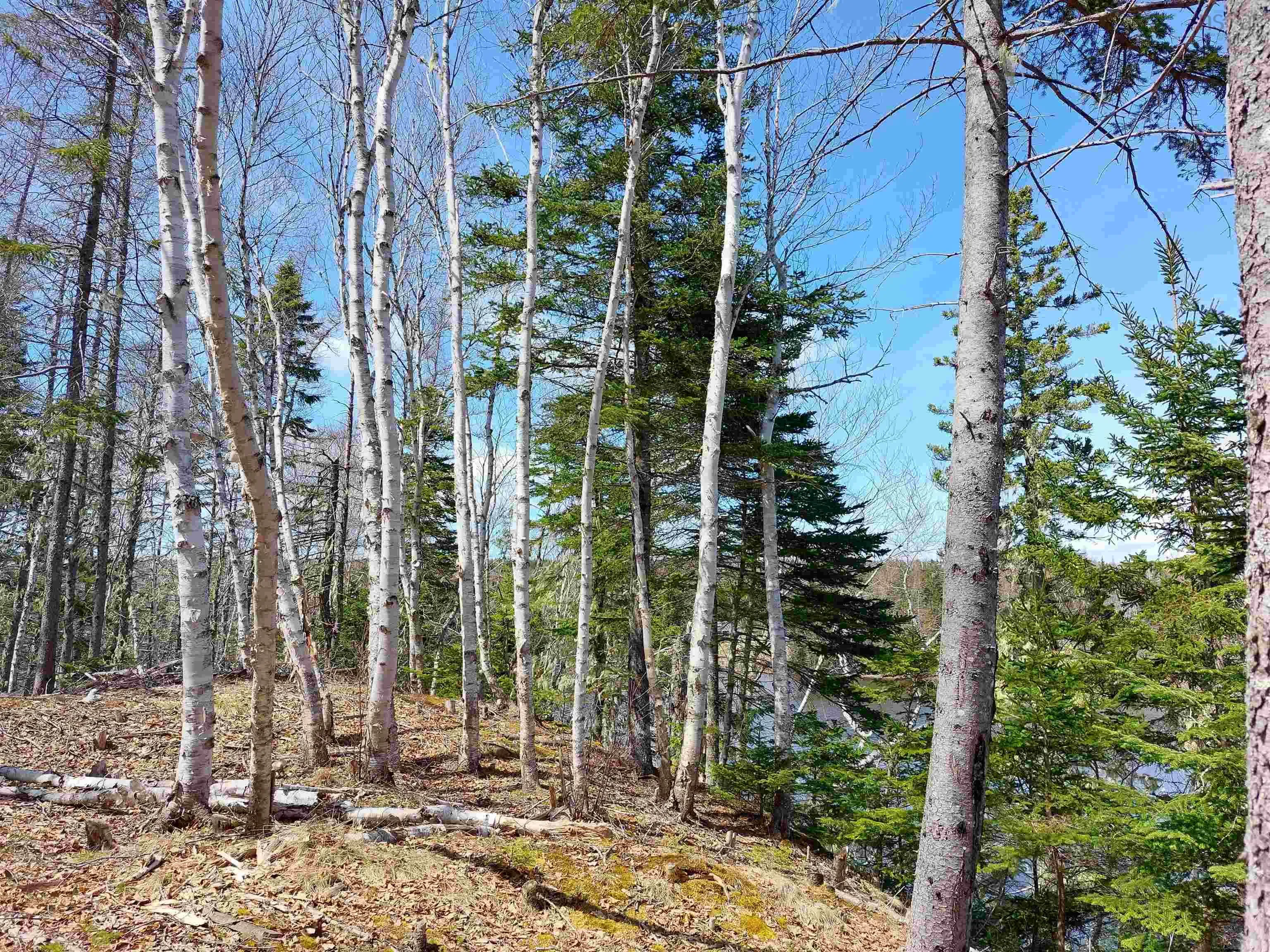Lot 21a Jonathan R Bouman Ln, Evanston Ns B0e 1j0, ,Land,For Sale,Jonathan R Bouman Ln,202505806