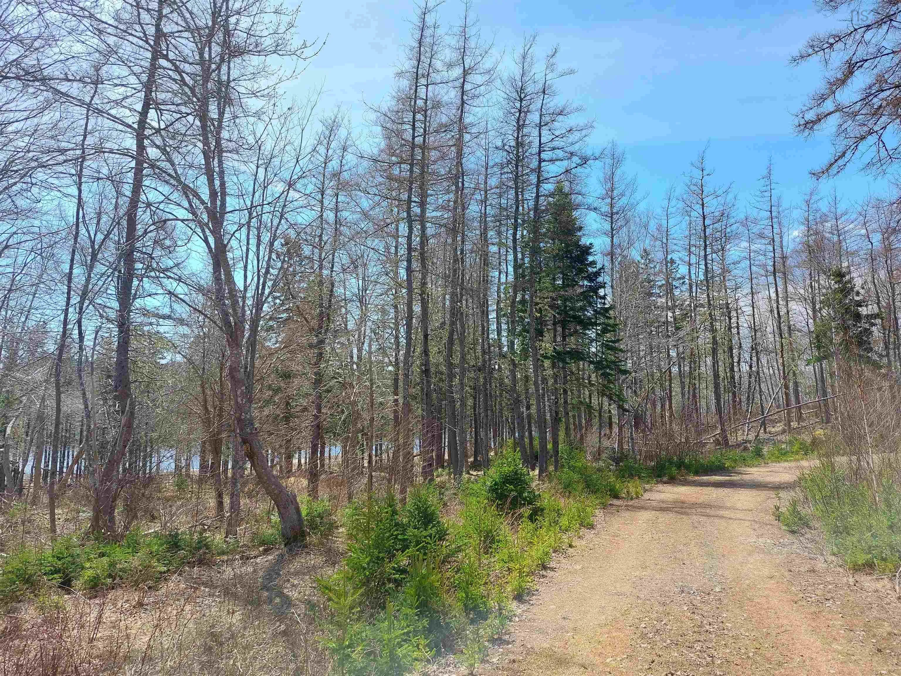Lot 21a Jonathan R Bouman Ln, Evanston Ns B0e 1j0, ,Land,For Sale,Jonathan R Bouman Ln,202505806