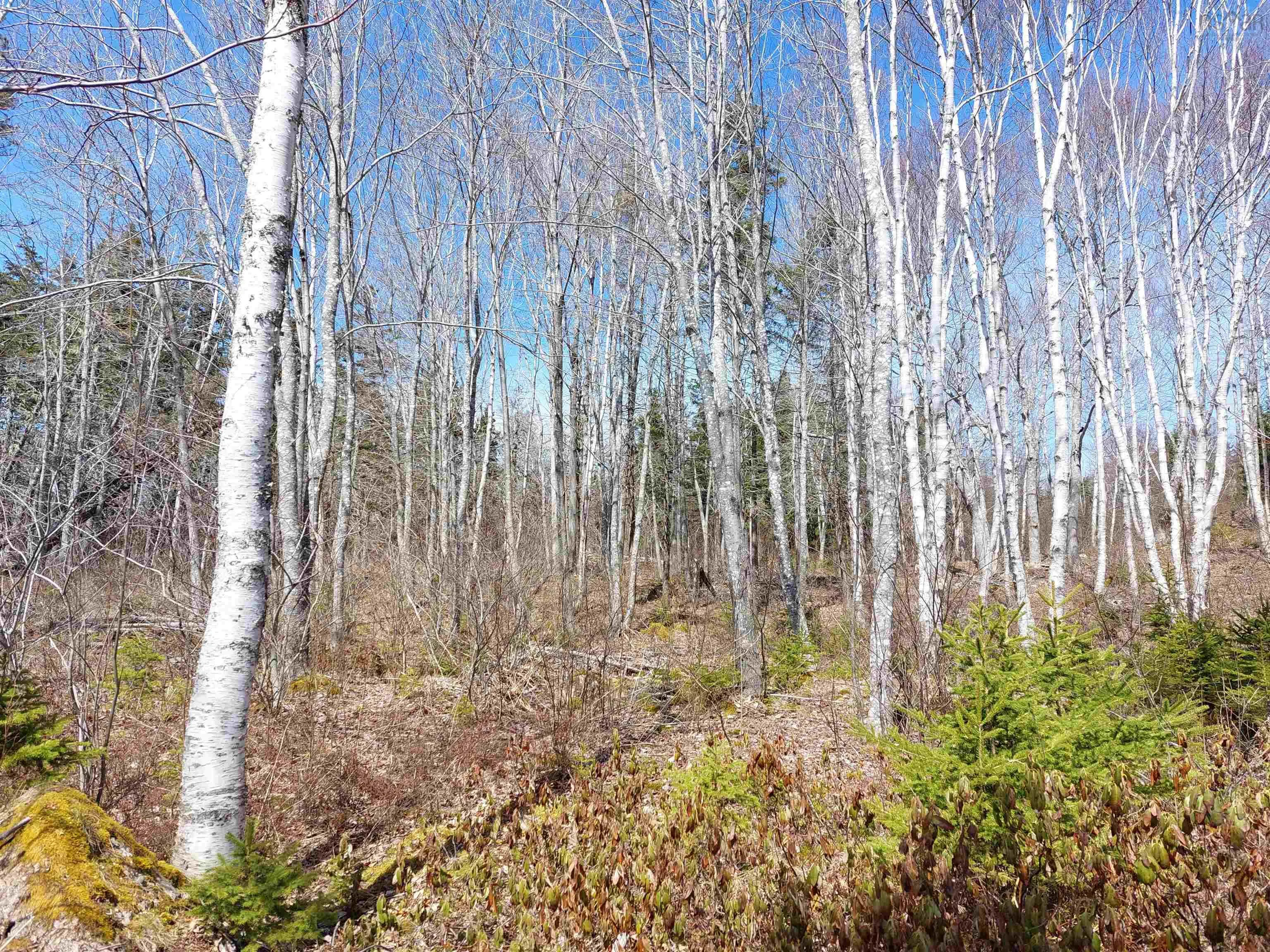 Lot 21a Jonathan R Bouman Ln, Evanston Ns B0e 1j0, ,Land,For Sale,Jonathan R Bouman Ln,202505806