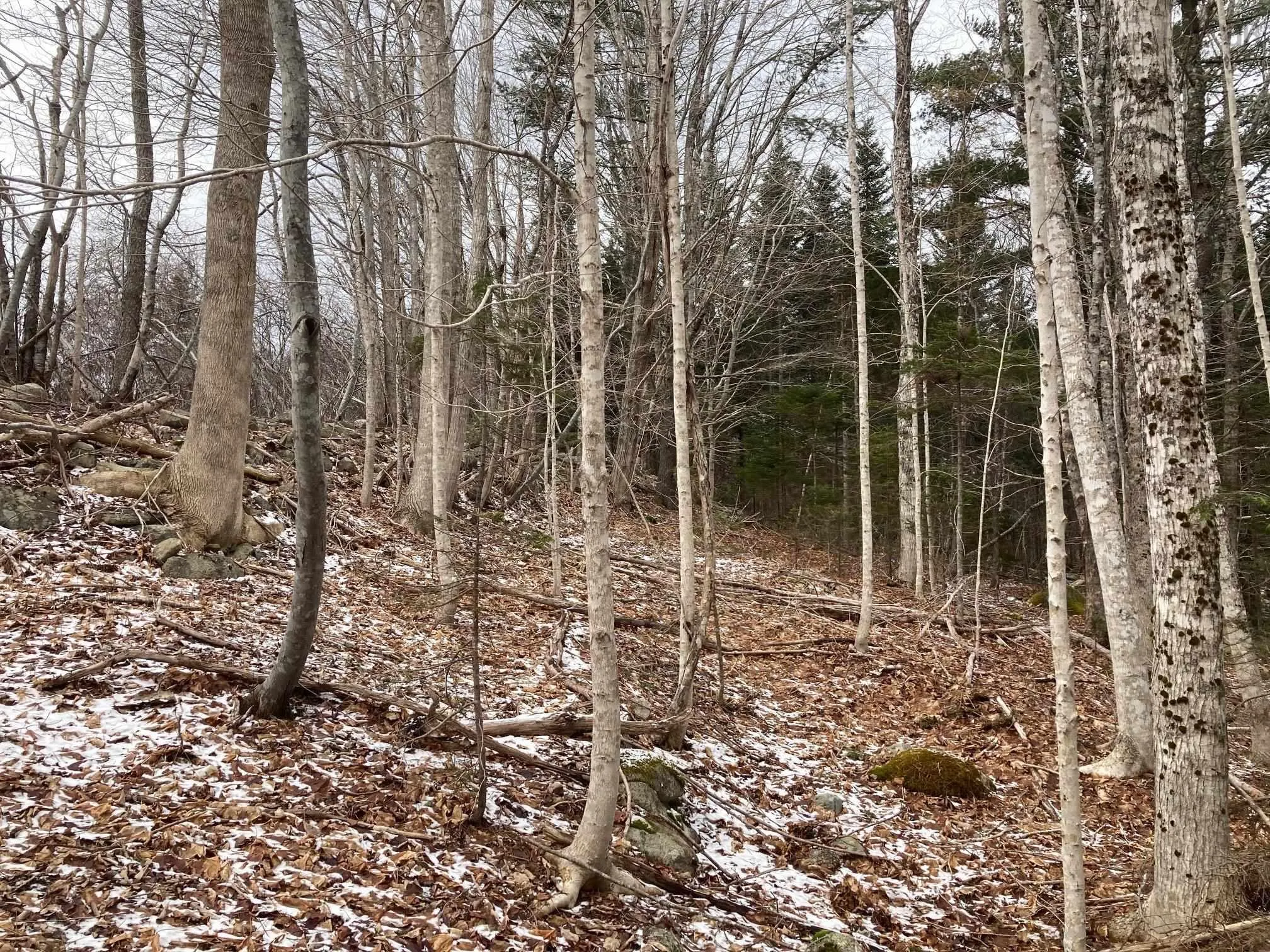 325-4 Acres Of 5440 Highway 325, Baker Settlement Ns B4v 7e9, ,Land,For Sale,Highway 325,202504417