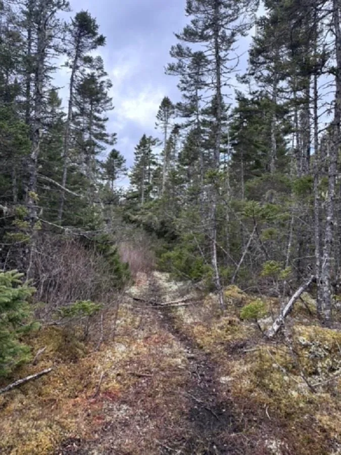 Pid# 60475456 Big Tancook Island Road, Big Tancook Island Ns B0j 3g0, ,Land,For Sale,Pid# 60475456 Big Tancook Island,202507858