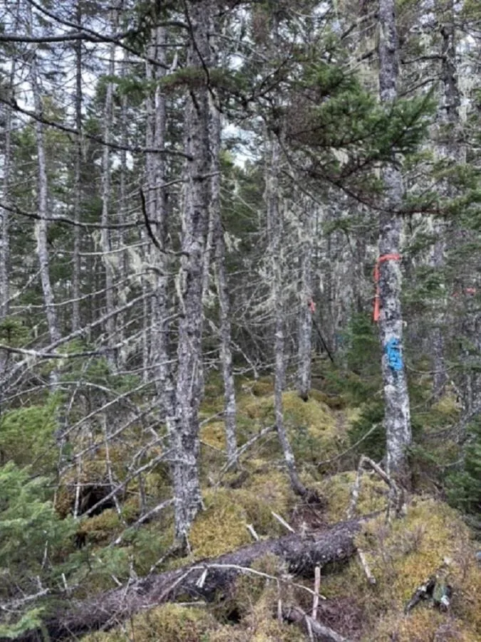 Pid# 60475456 Big Tancook Island Road, Big Tancook Island Ns B0j 3g0, ,Land,For Sale,Pid# 60475456 Big Tancook Island,202507858