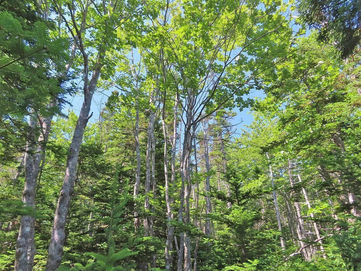 Lot 2 Perry Lane, Lennox Passage Ns B0e 1k0, ,Land,For Sale,Perry,202416052