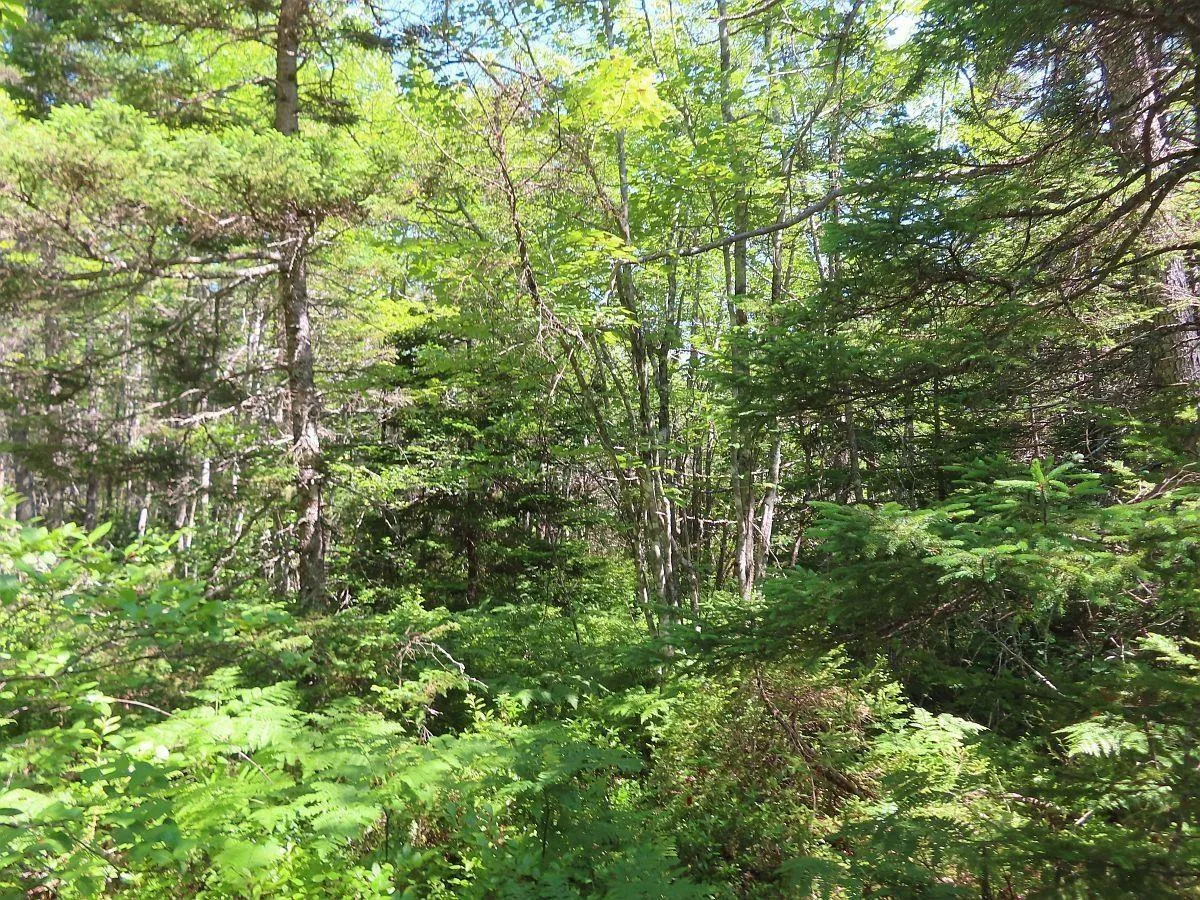 Lot 2 Perry Lane, Lennox Passage Ns B0e 1k0, ,Land,For Sale,Perry,202416052