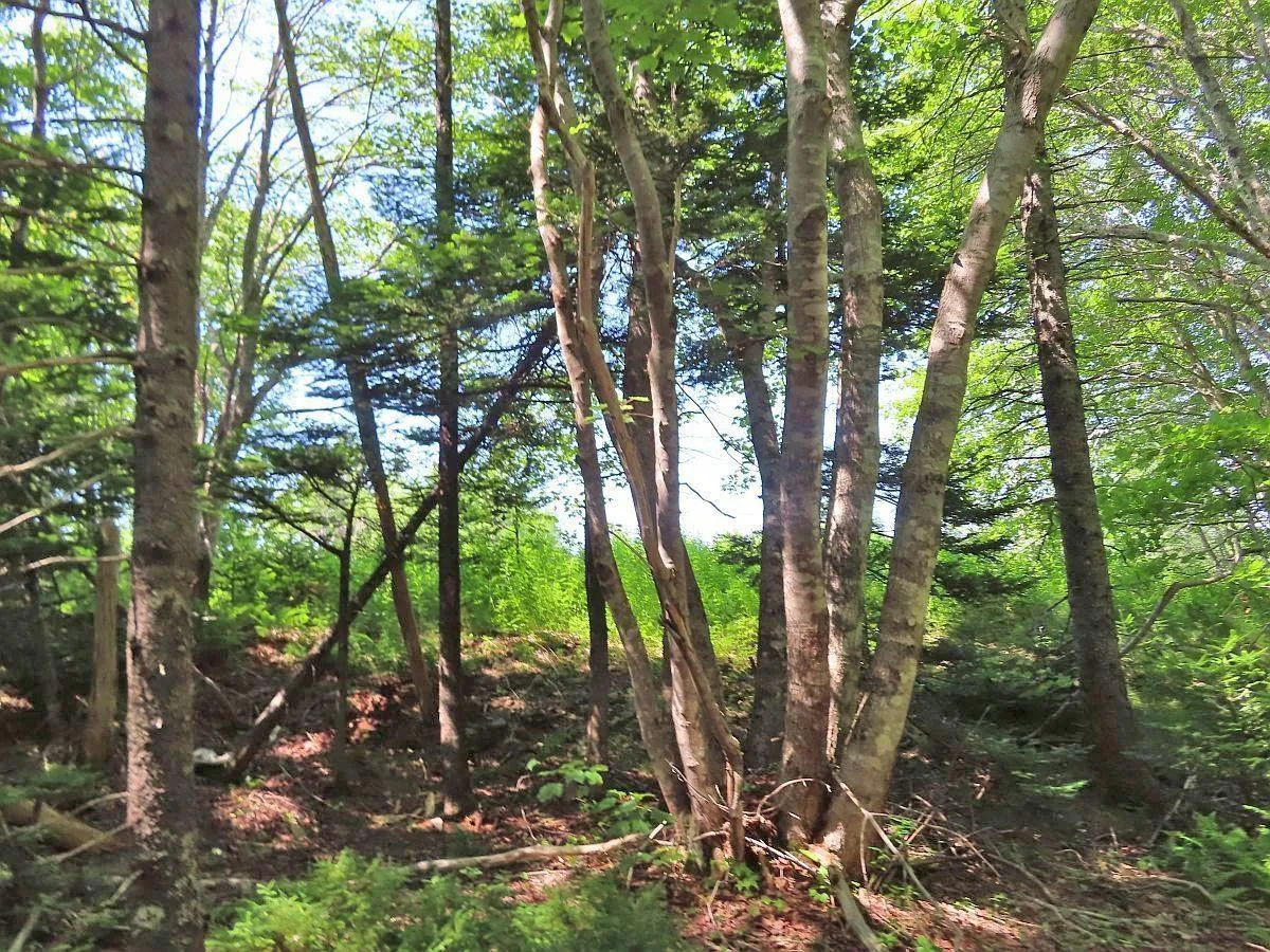 Lot 2 Perry Lane, Lennox Passage Ns B0e 1k0, ,Land,For Sale,Perry,202416052