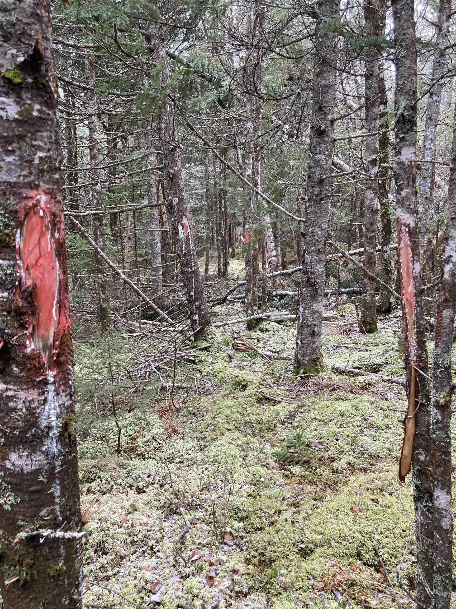 Lot 2022-1 Country Harbour Road, Cross Roads Country Harbour Ns B0h 1j0, ,Land,For Sale,Country Harbour Road,202419608
