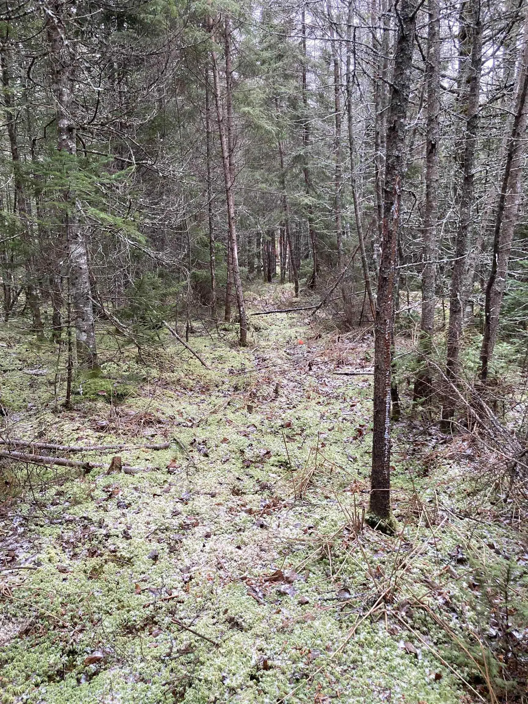 Lot 2022-1 Country Harbour Road, Cross Roads Country Harbour Ns B0h 1j0, ,Land,For Sale,Country Harbour Road,202419608