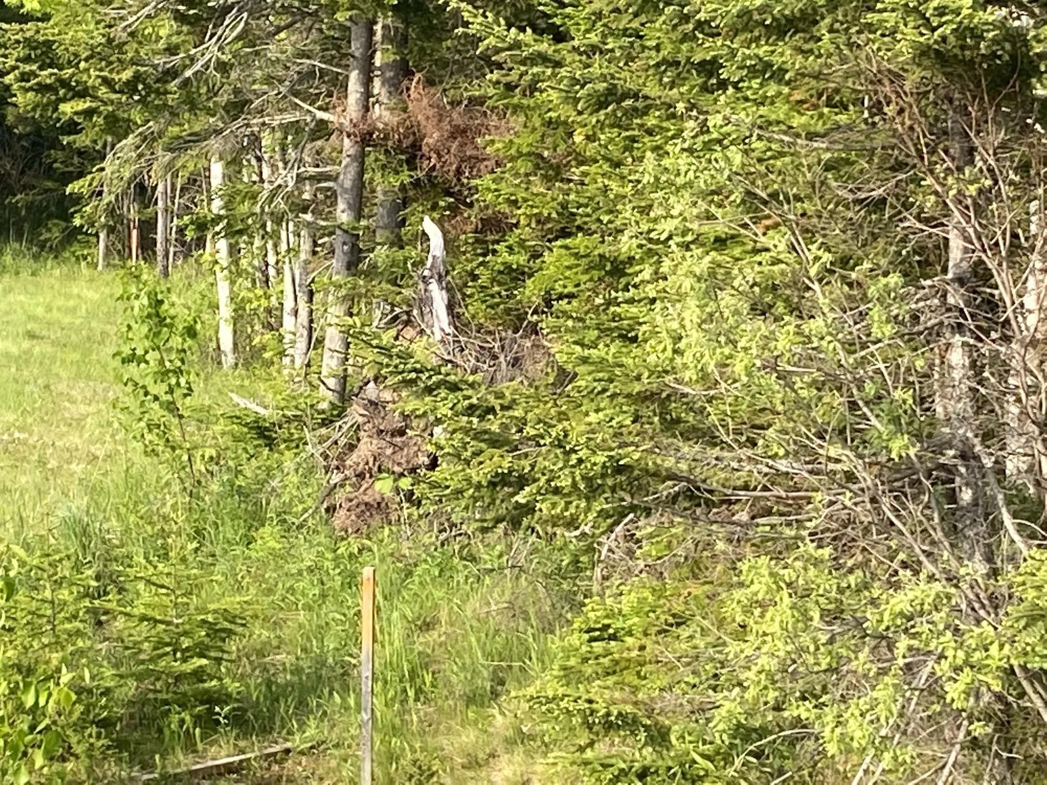 Little Mabou Road, West Mabou, NS B0E 1X0, ,Land,For Sale,Little Mabou,202520684