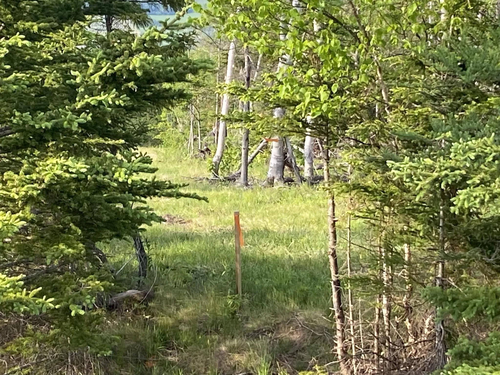 Little Mabou Road, West Mabou, NS B0E 1X0, ,Land,For Sale,Little Mabou,202520684