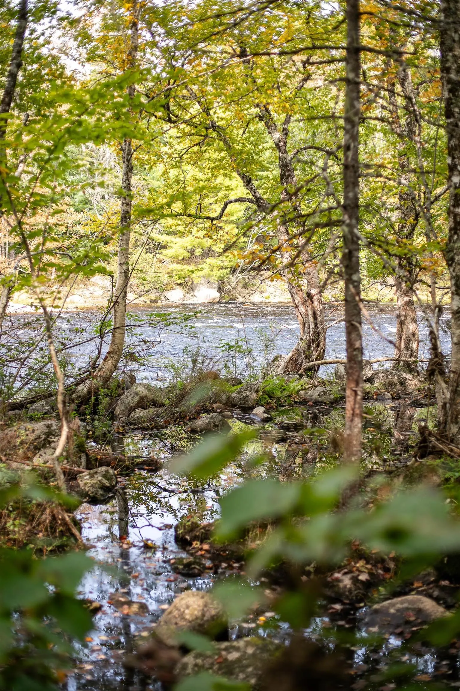 Stamping Mill Lane Lot 2, Beech Hill Ns B0j 1k0, ,Land,For Sale,Stamping Mill,202321084