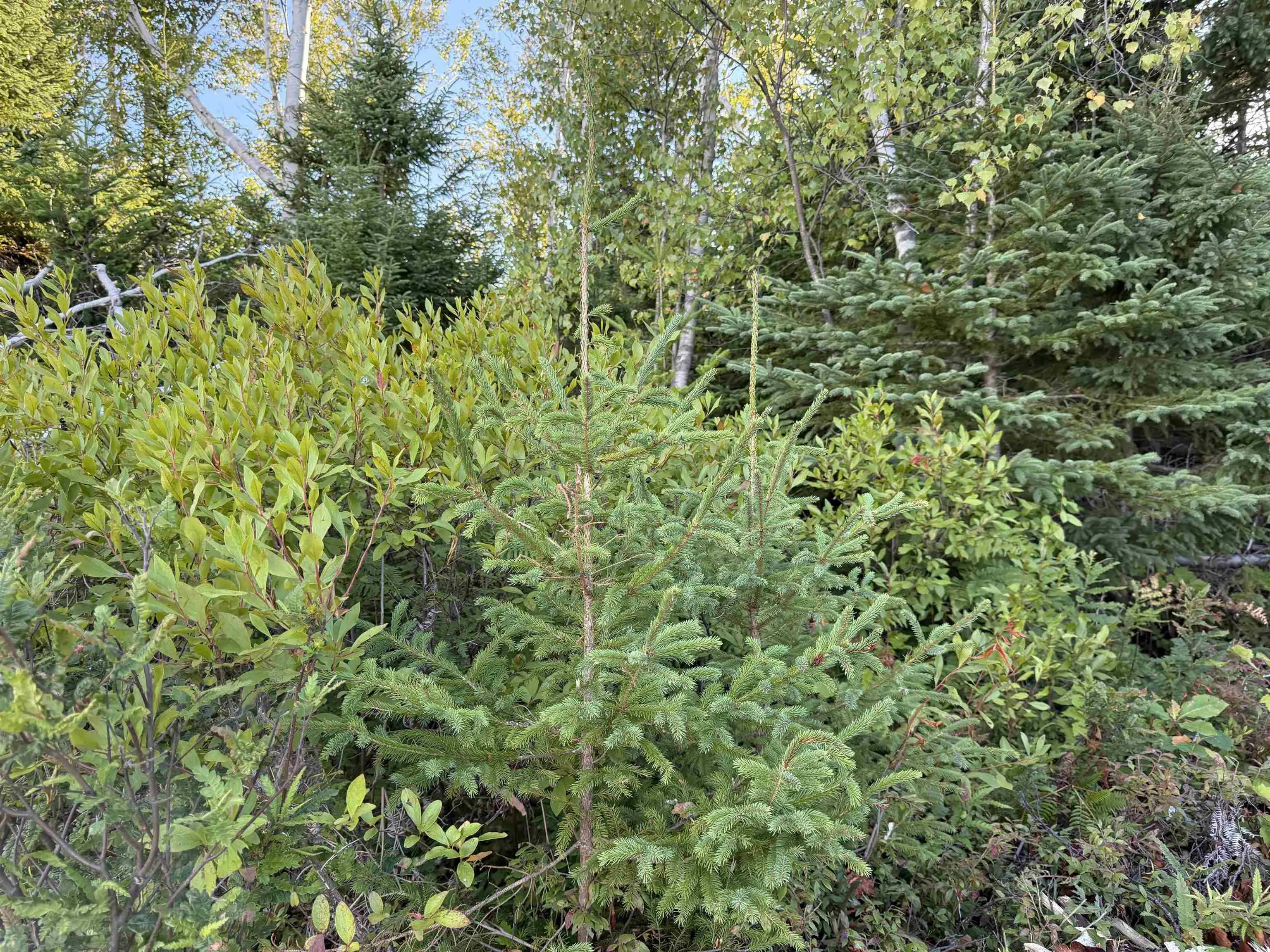 Lot 1a Pictou Landing Road, Chance Harbour, NS B0K 1X0, ,Land,For Sale,Pictou Landing,202521667