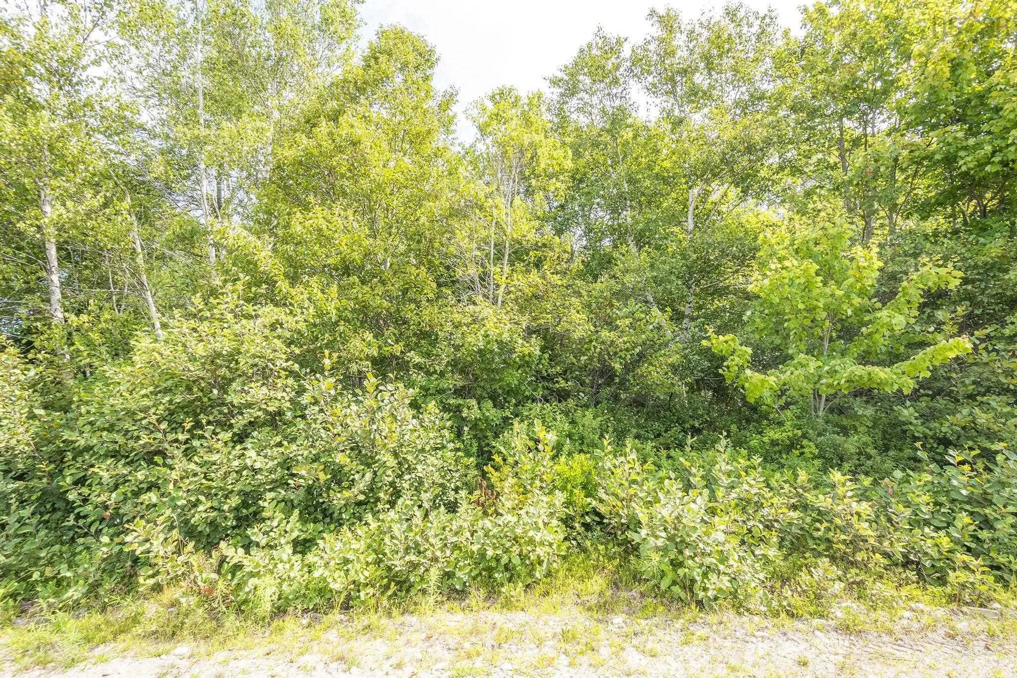 Oakridge Road, Church Point Ns B0w 2z0, ,Land,For Sale,Oakridge,202506386