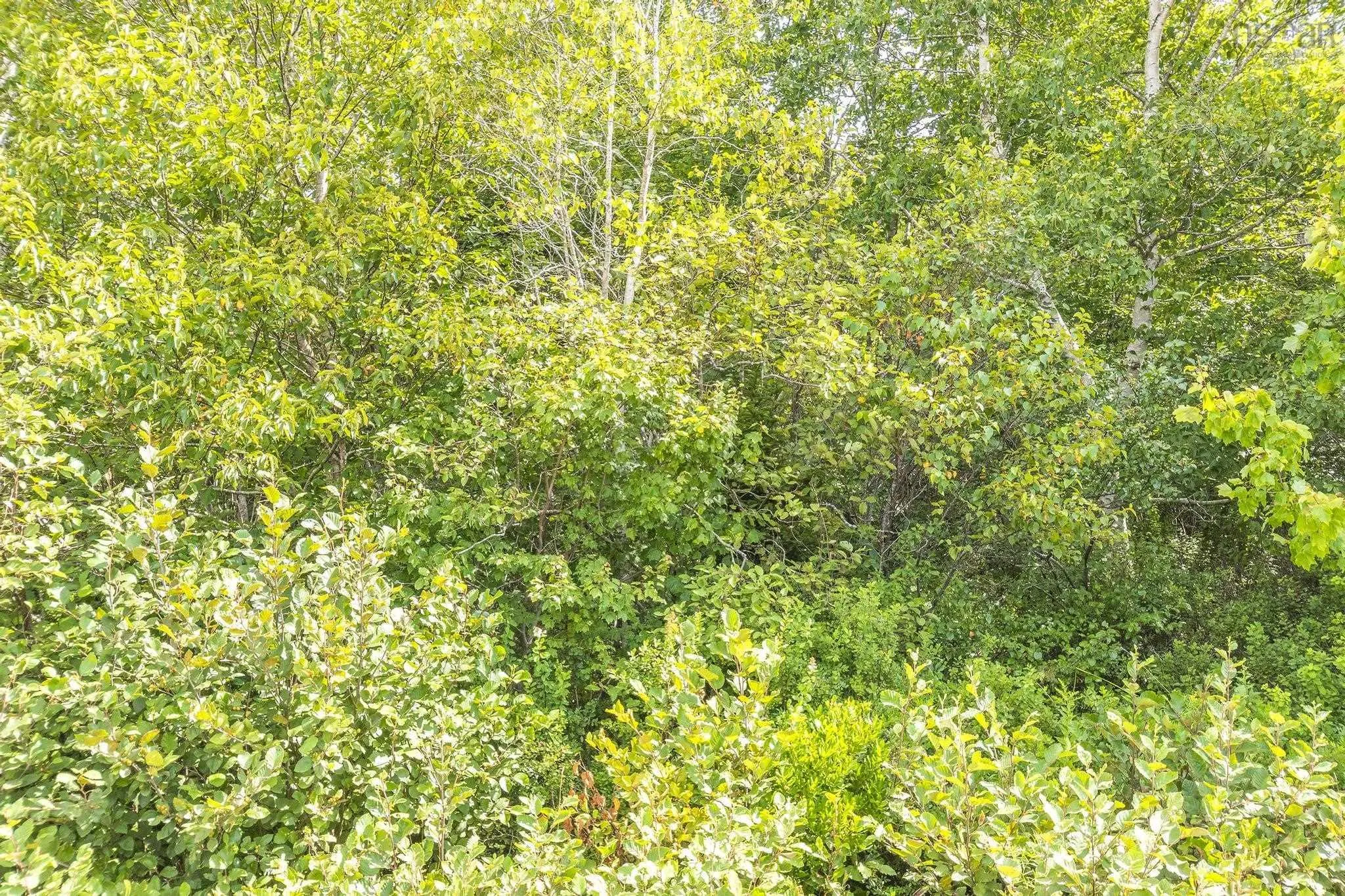 Oakridge Road, Church Point Ns B0w 2z0, ,Land,For Sale,Oakridge,202506386