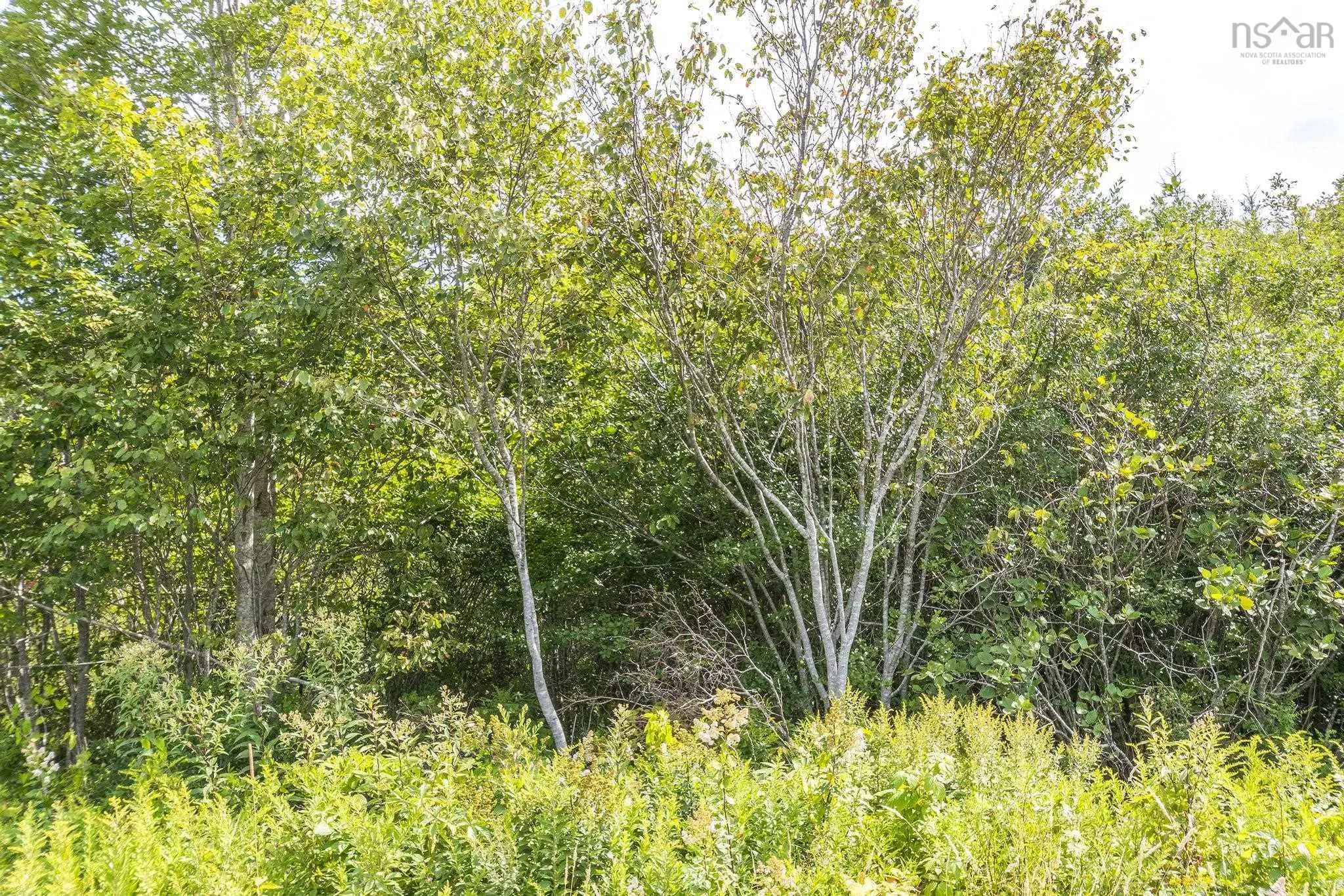 Oakridge Road, Church Point Ns B0w 2z0, ,Land,For Sale,Oakridge,202506386