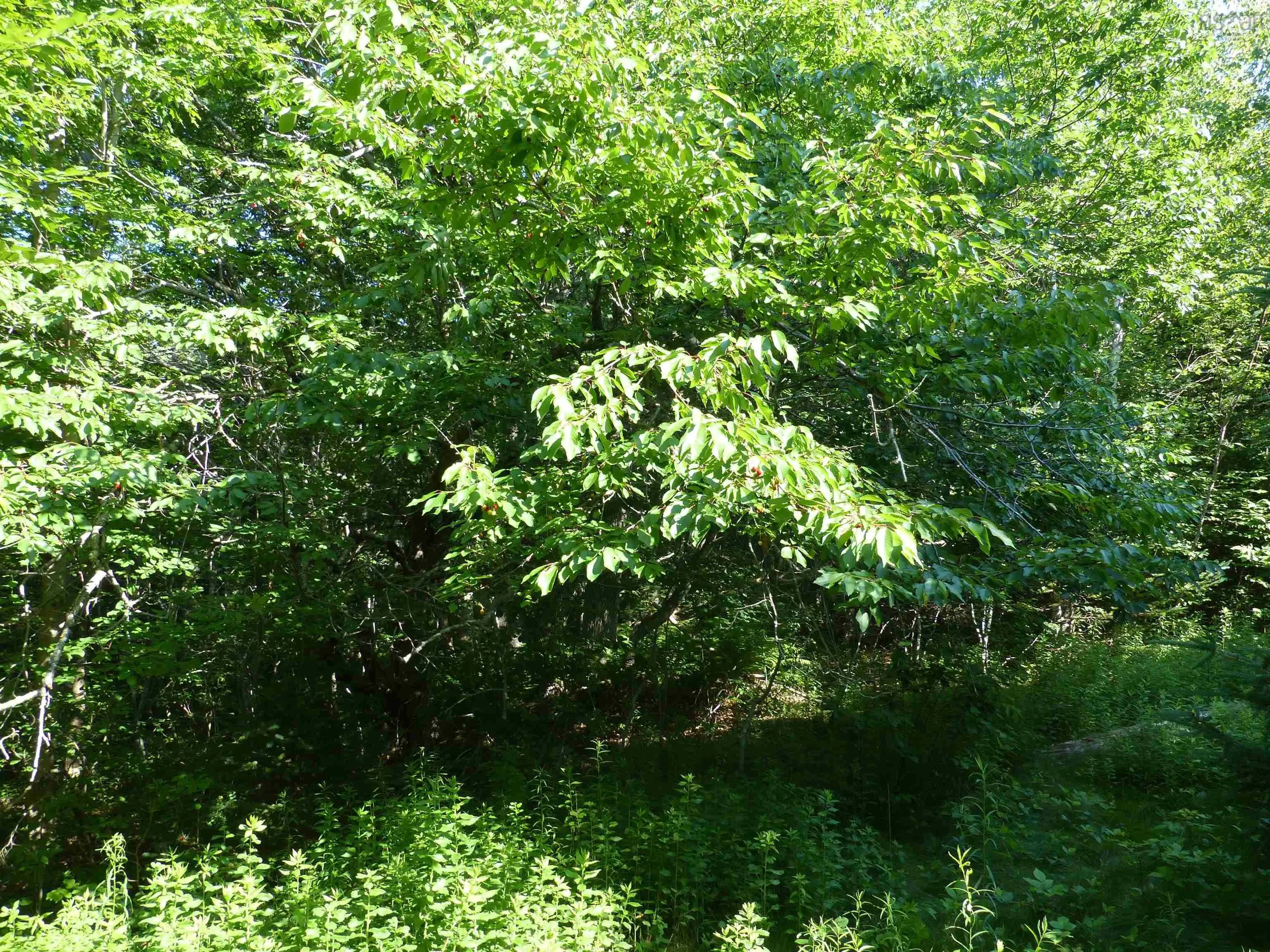 Highway 1 Lot 1, Clementsport, NS B0S 1E0, ,Land,For Sale,Highway 1,202517987