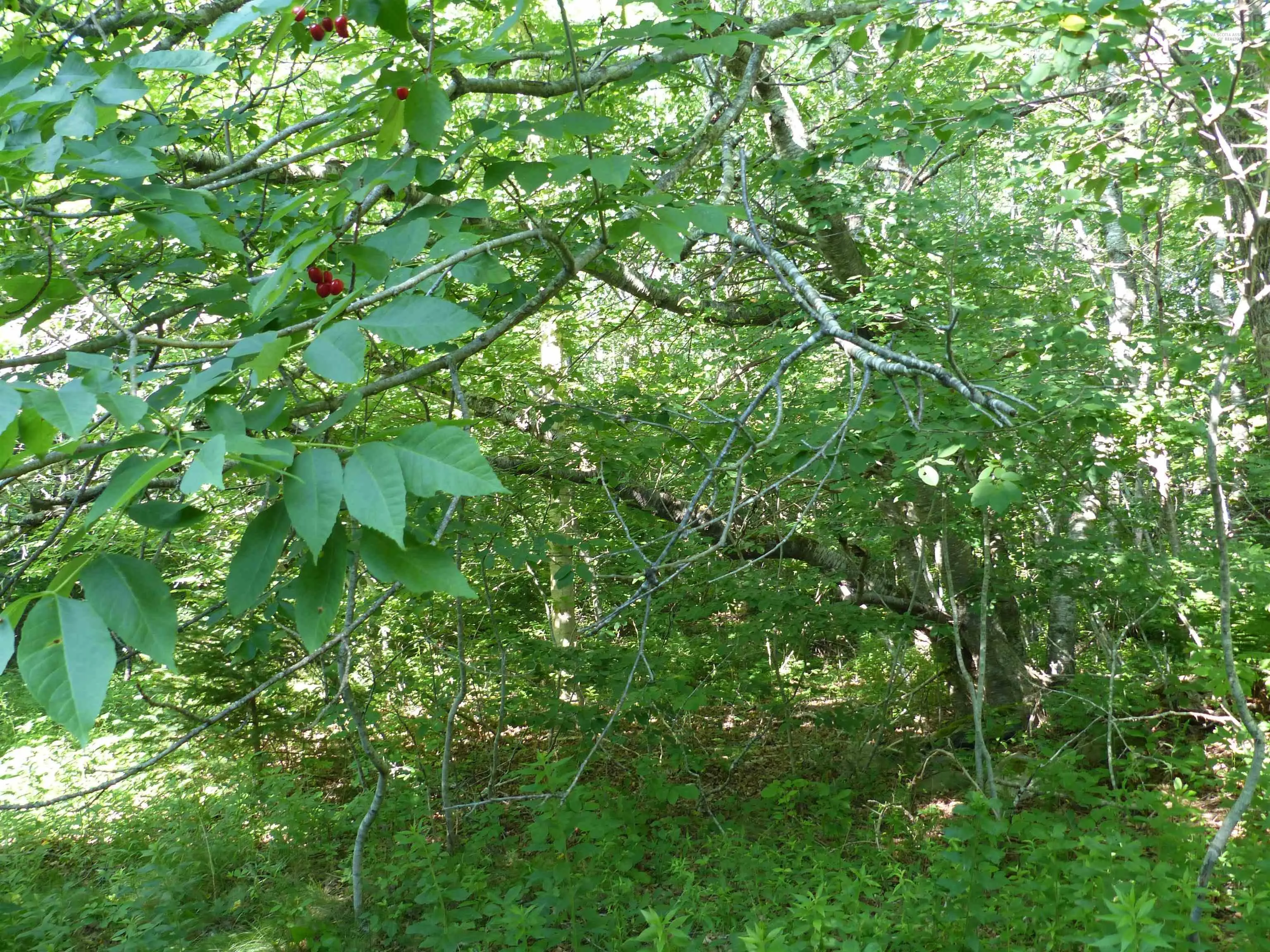 Highway 1 Lot 1, Clementsport, NS B0S 1E0, ,Land,For Sale,Highway 1,202517987