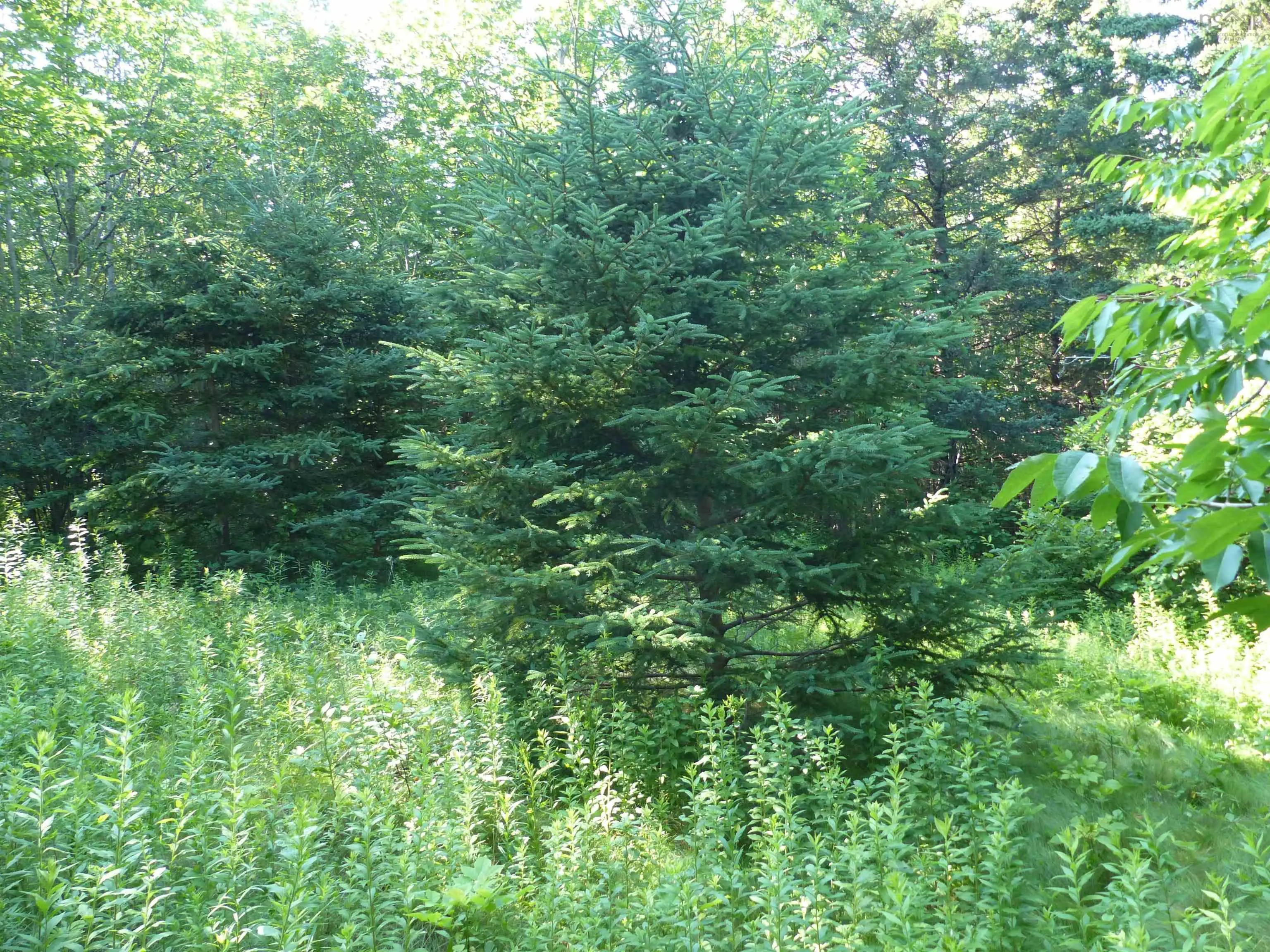 Highway 1 Lot 1, Clementsport, NS B0S 1E0, ,Land,For Sale,Highway 1,202517987