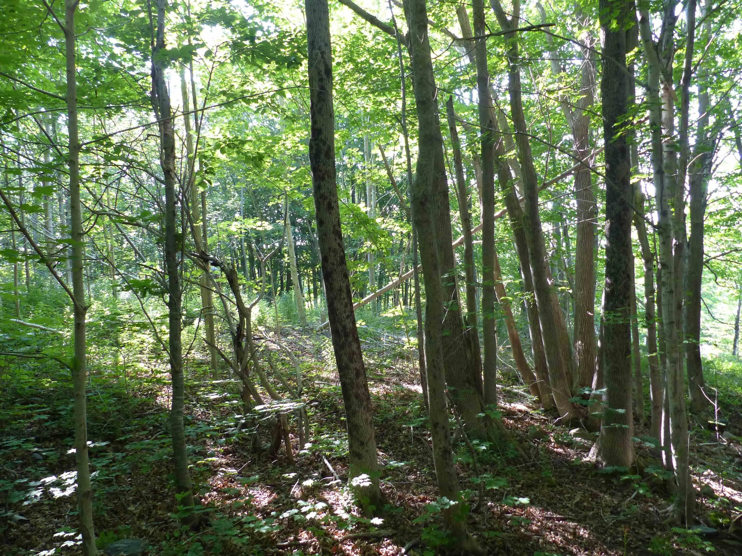 Highway 1 Lot 1, Clementsport, NS B0S 1E0, ,Land,For Sale,Highway 1,202517987